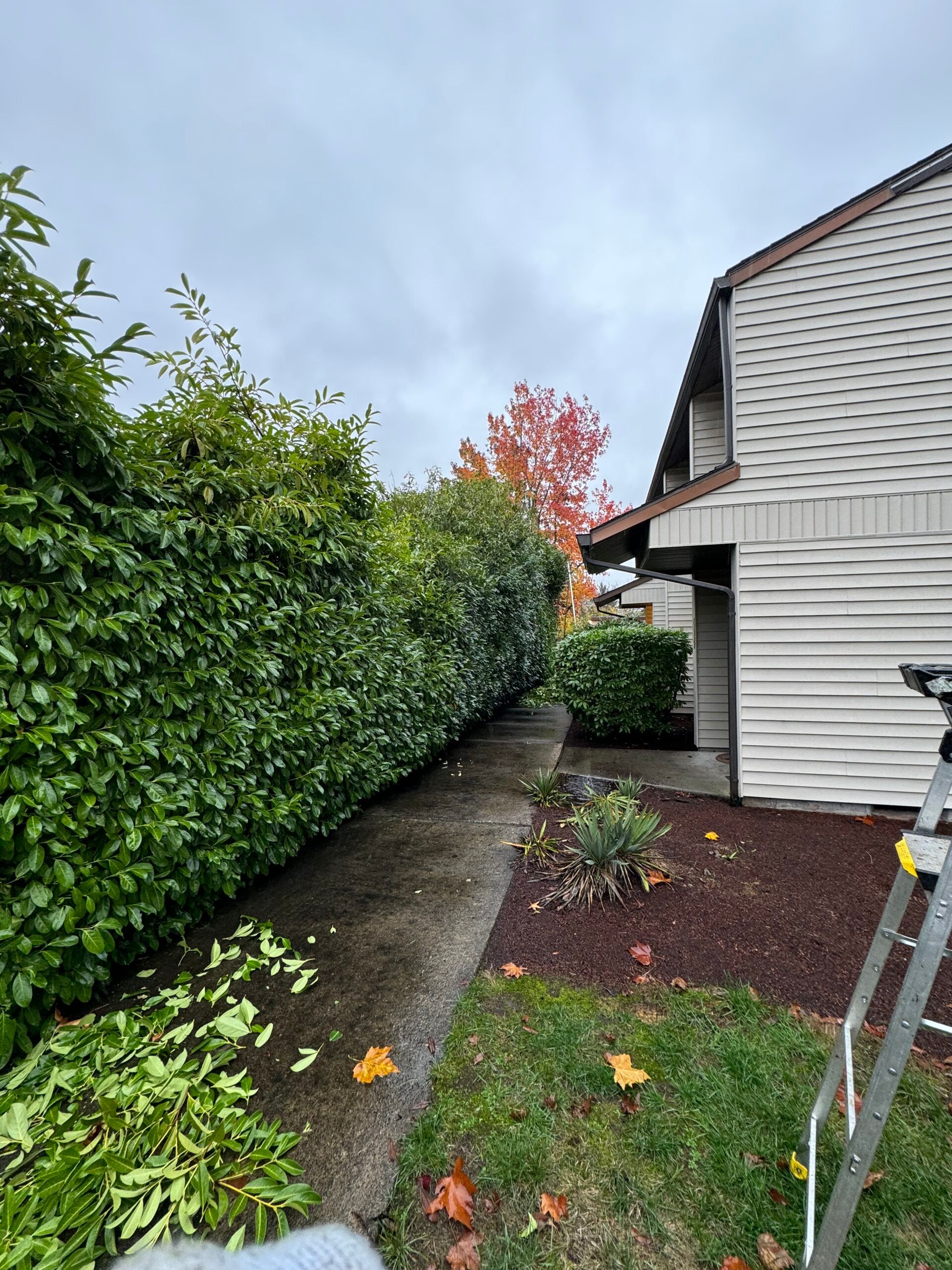 Narrow side yard beside a house, with hedge, concrete path, and autumn leaves under a cloudy sky