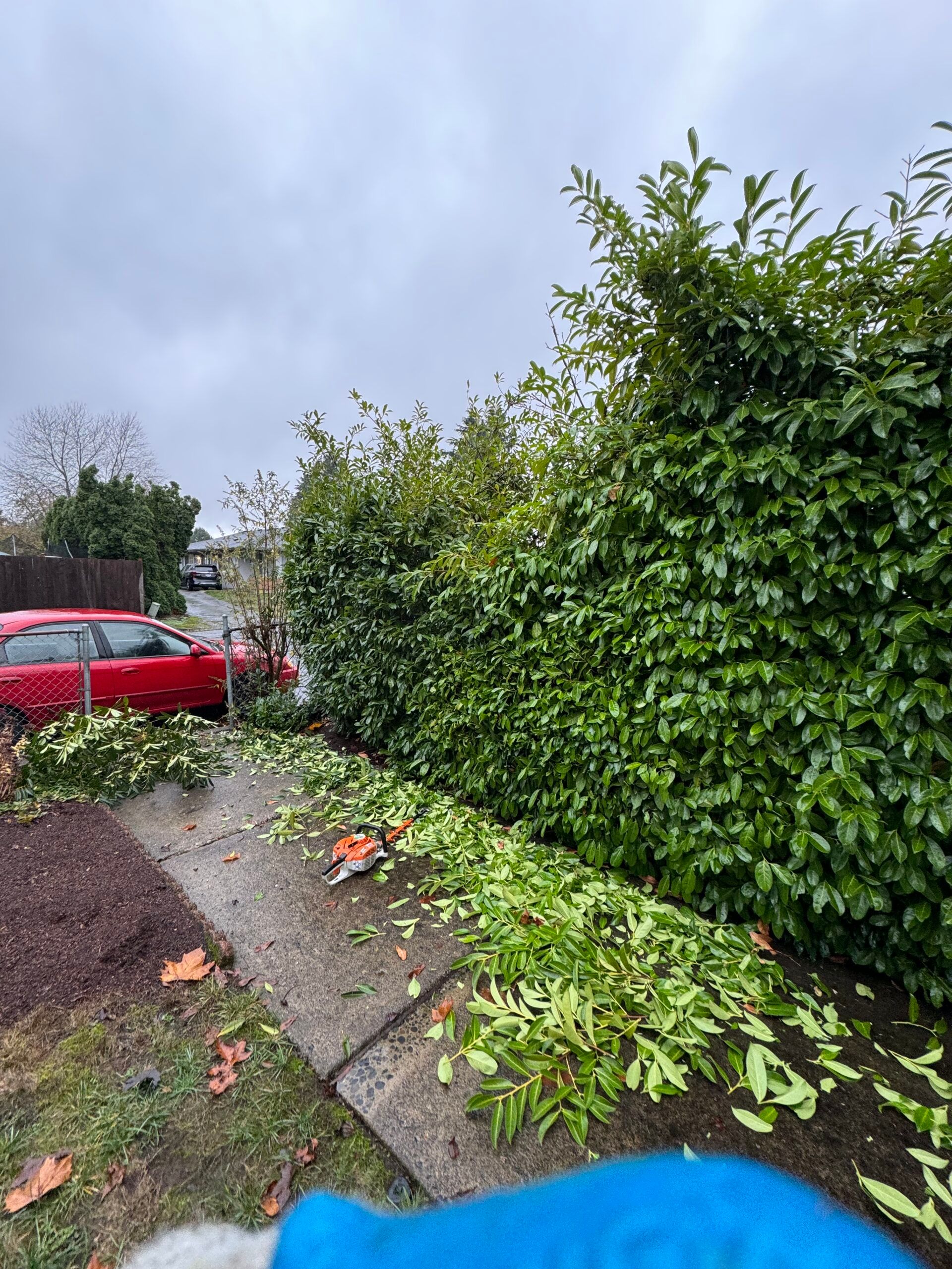 Garden path beside a red car, with a tall hedge and overcast sky