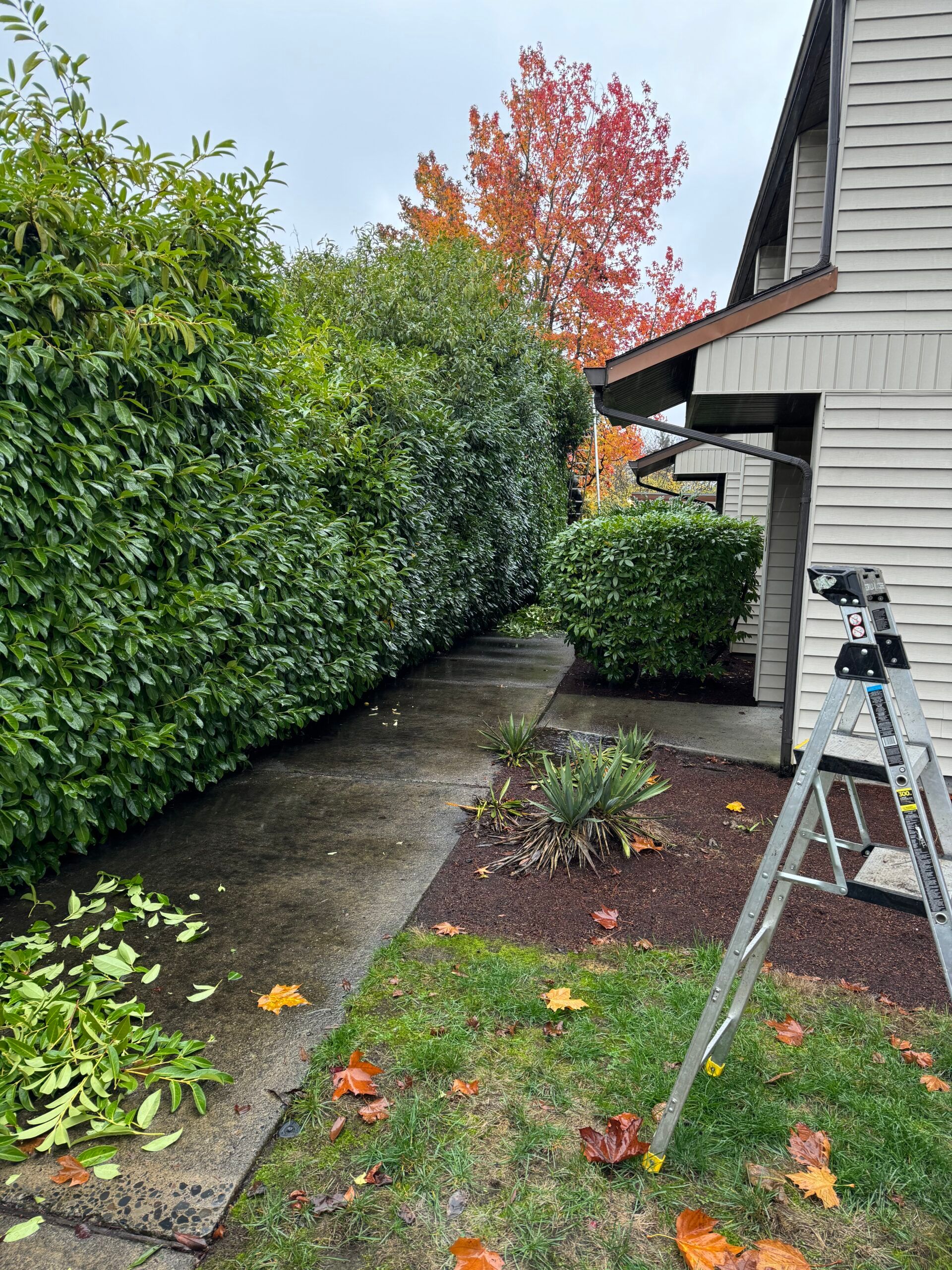 Narrow side yard beside a house with hedges, wet walkway, fallen leaves, and a ladder near the wall