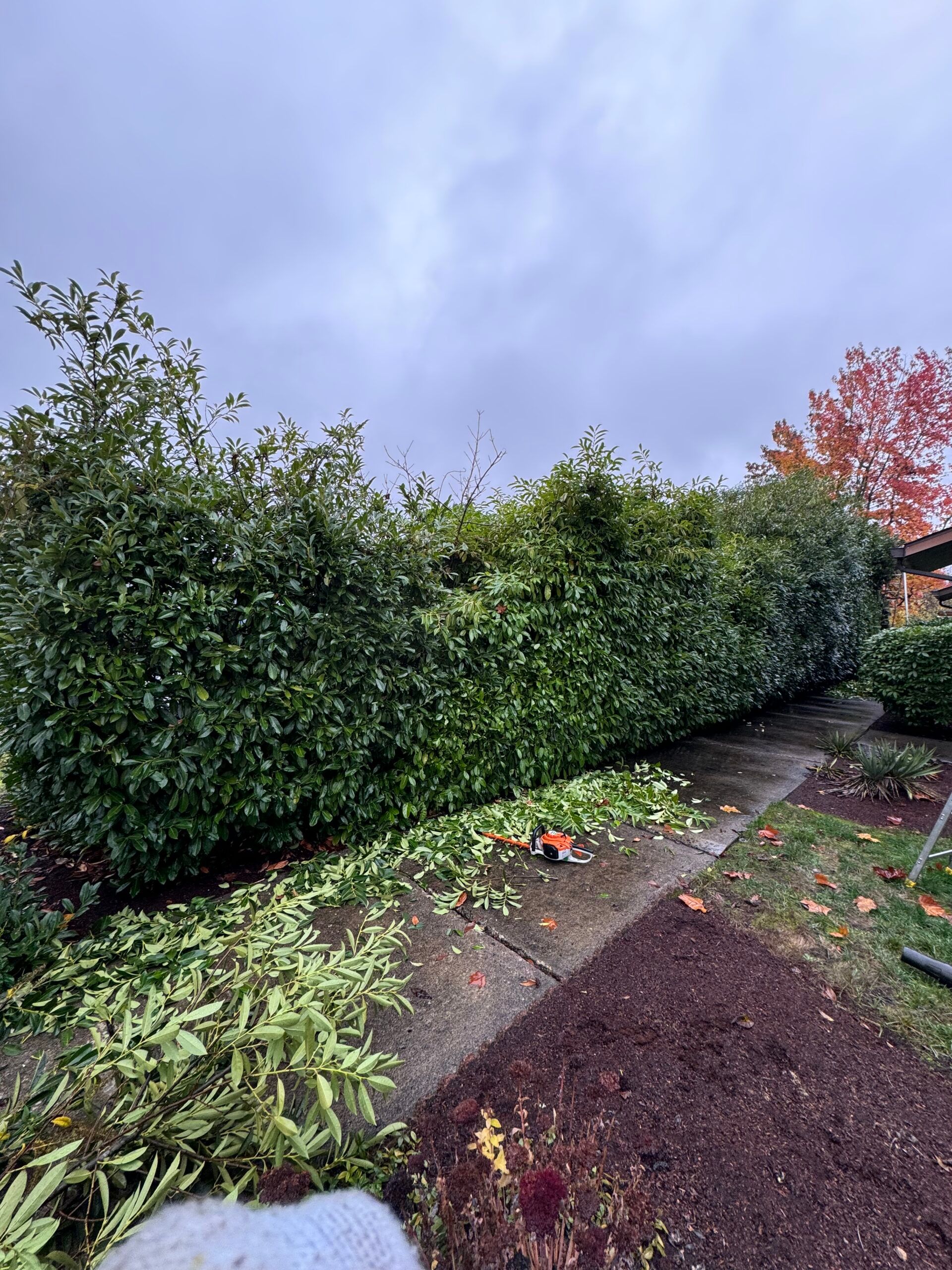 Backyard path beside a tall green hedge, with autumn leaves and a red tree in the distance