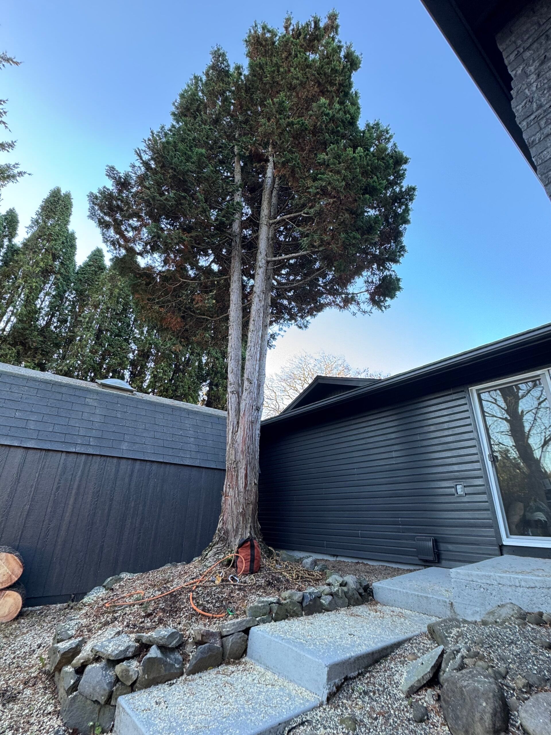 Small tree in a rock garden beside a dark house with steps and a blue sky.