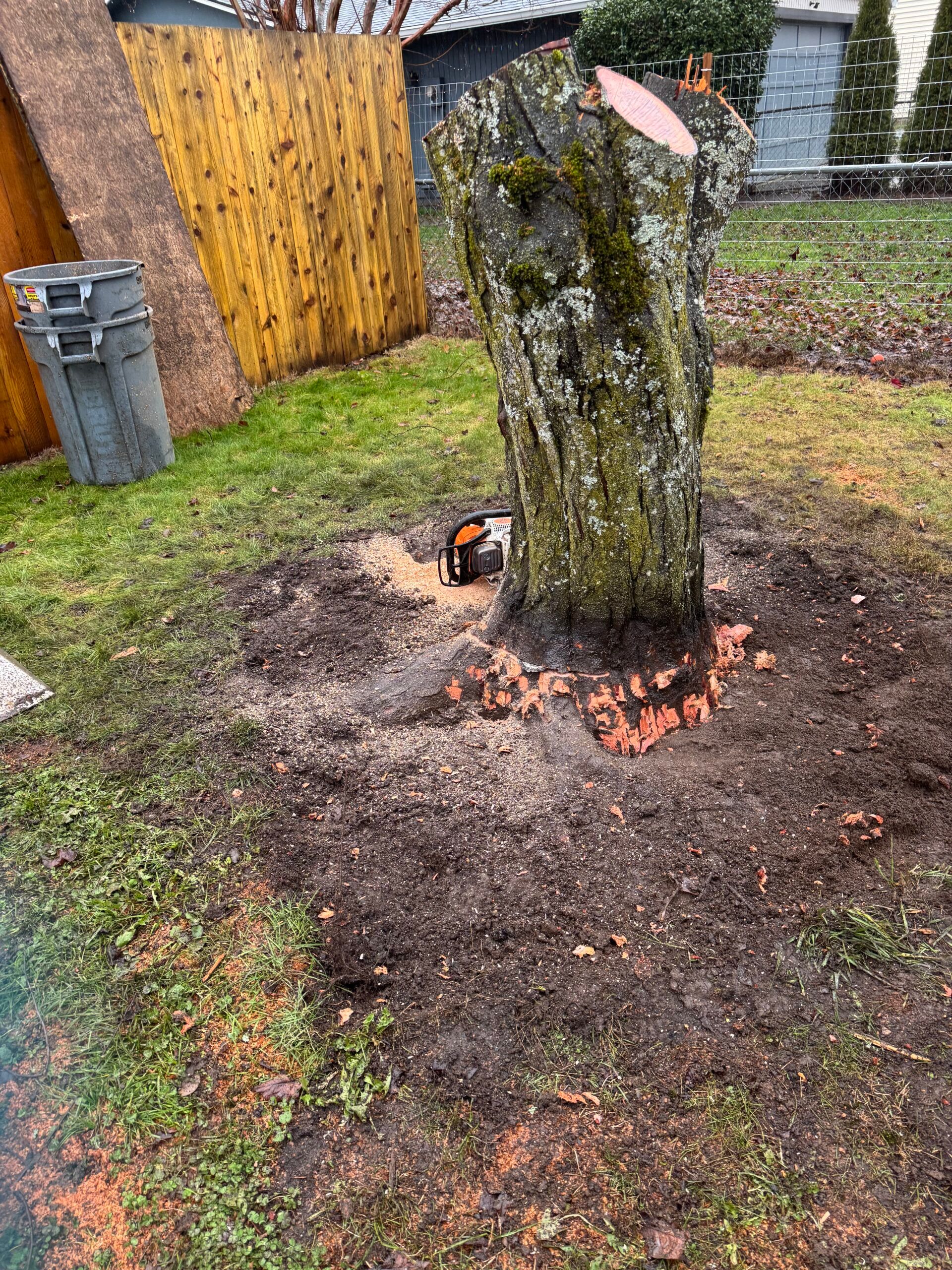 Tree stump with moss and orange mushrooms in a yard, near a wooden fence and shed.