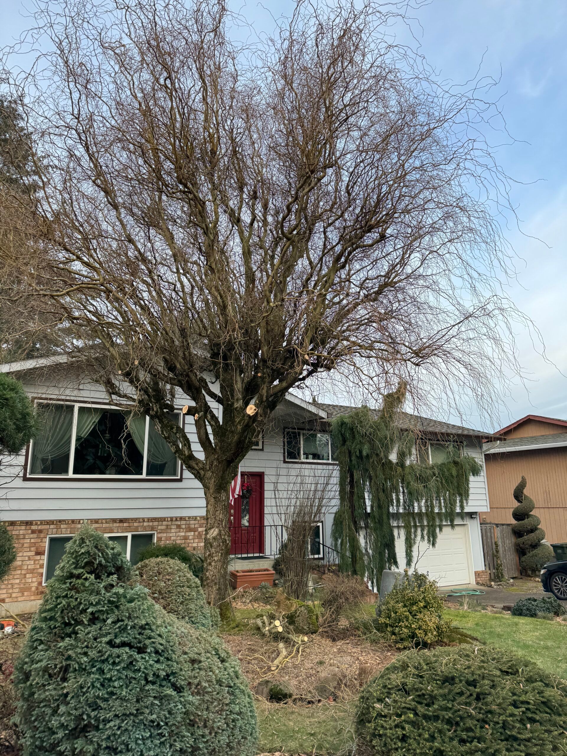 Leafless front yard tree in winter beside a suburban house with shrubs and a red front door
