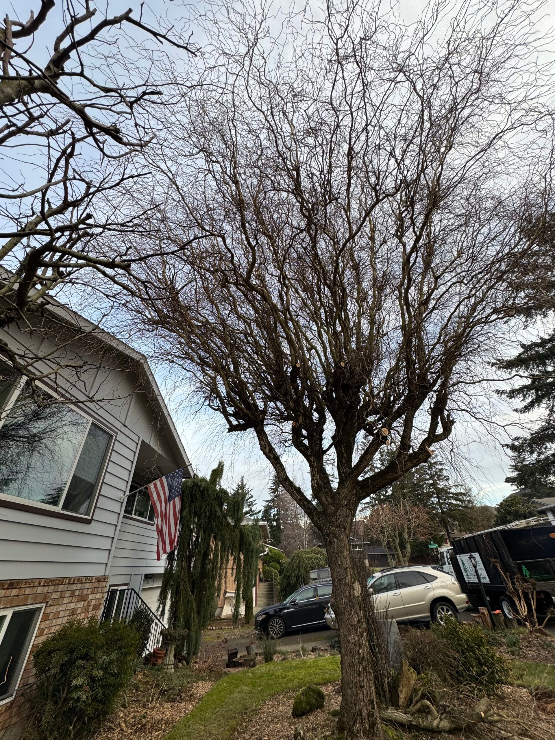 Leafless tree in front of a house with an American flag and parked cars in a suburban yard.