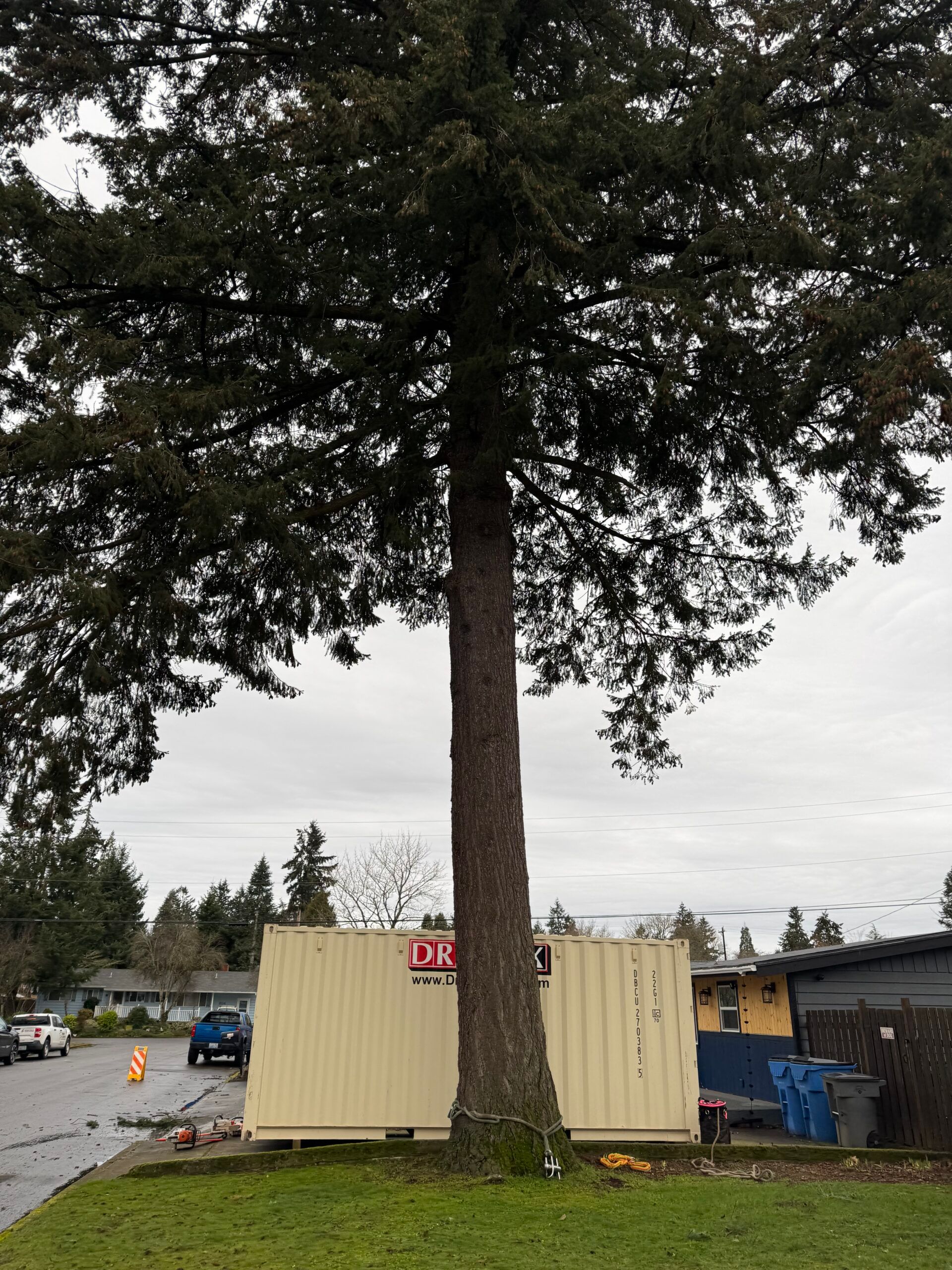 Tall tree beside a yellow shipping container in a parking lot, with cars and buildings in the background