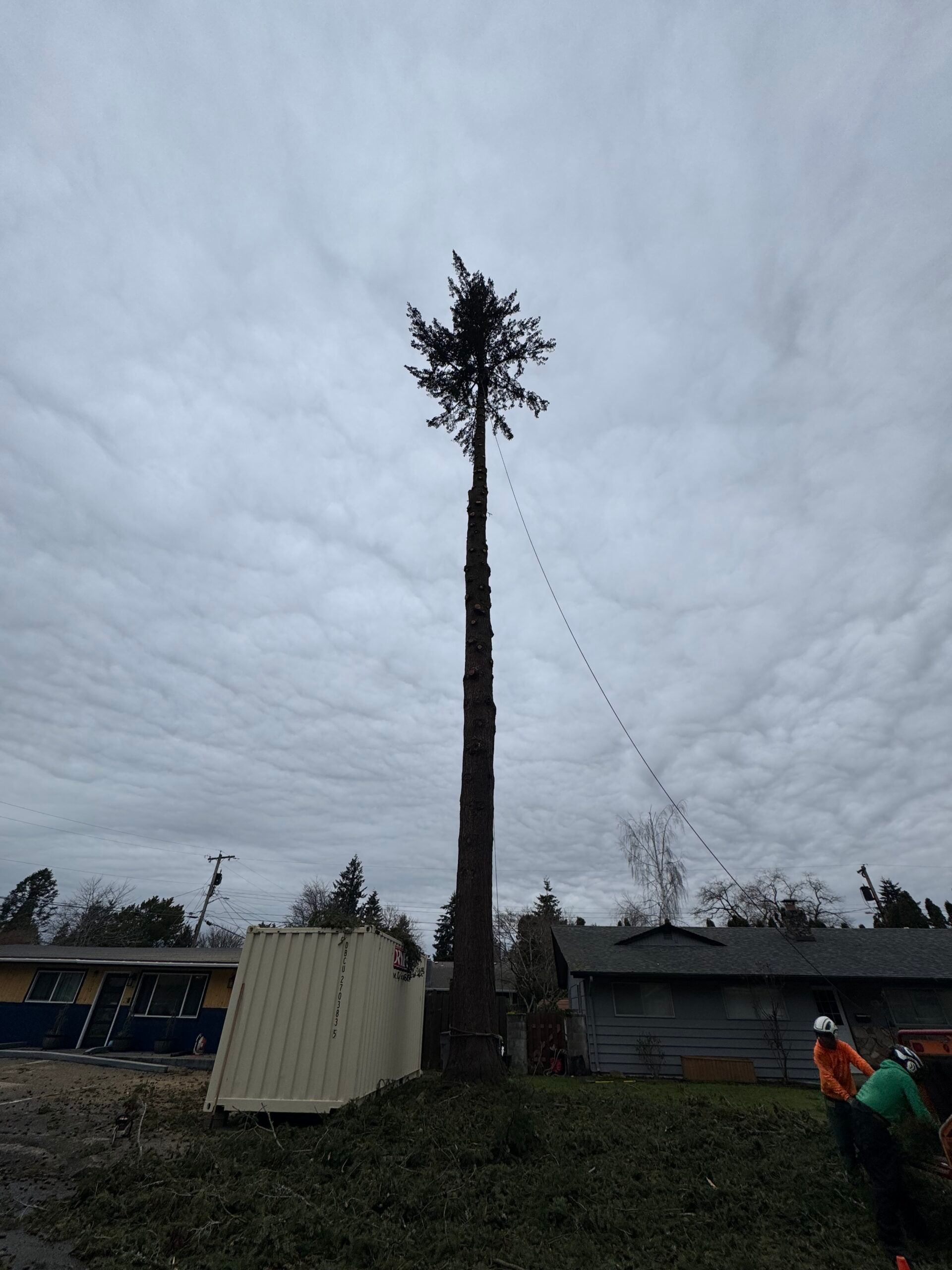 A tall tree trunk with a small crown is being cut down, with a worker below and cloudy sky overhead.