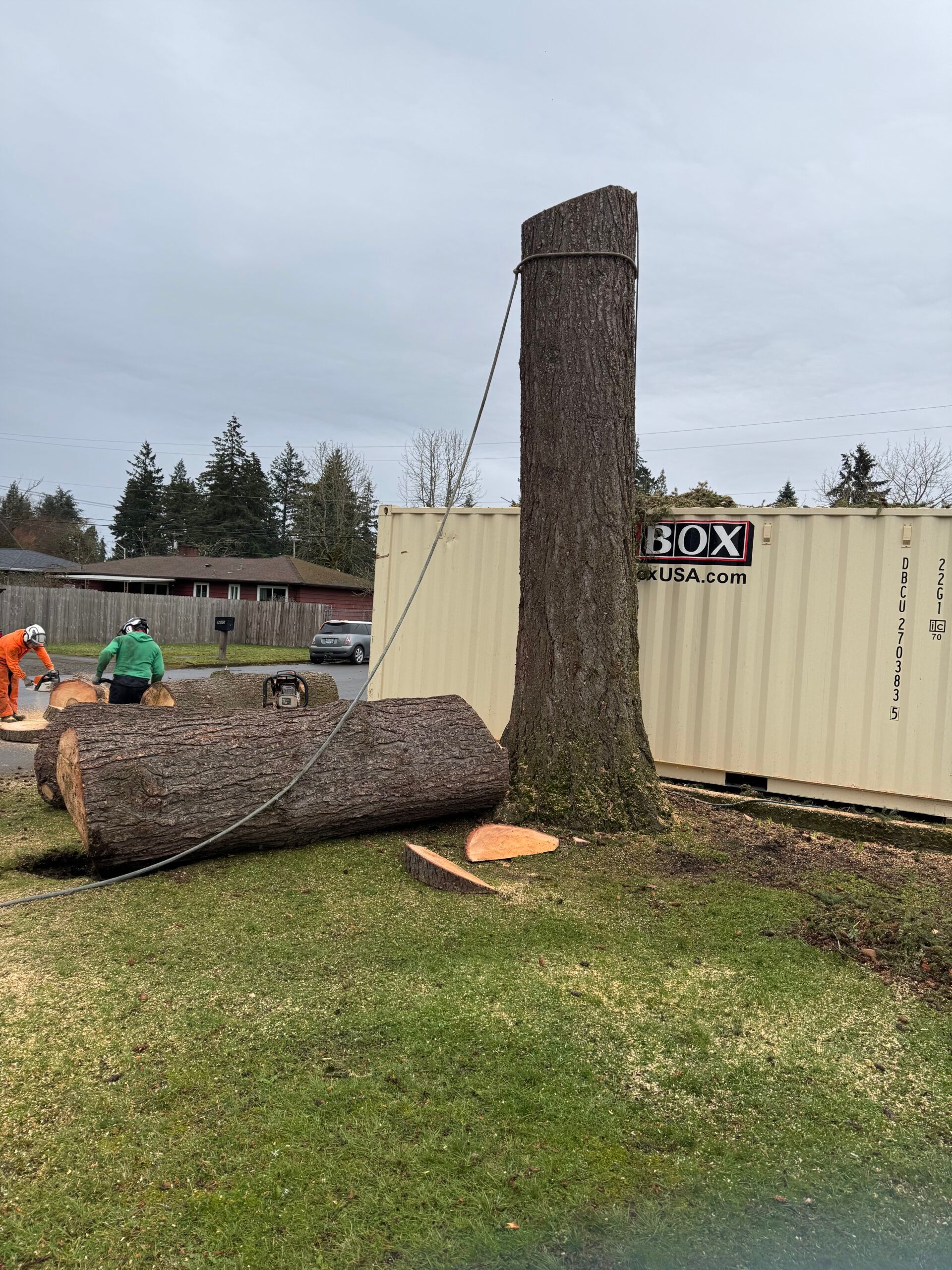 Tree trunk being lifted by a crane beside a shipping container in a grassy yard