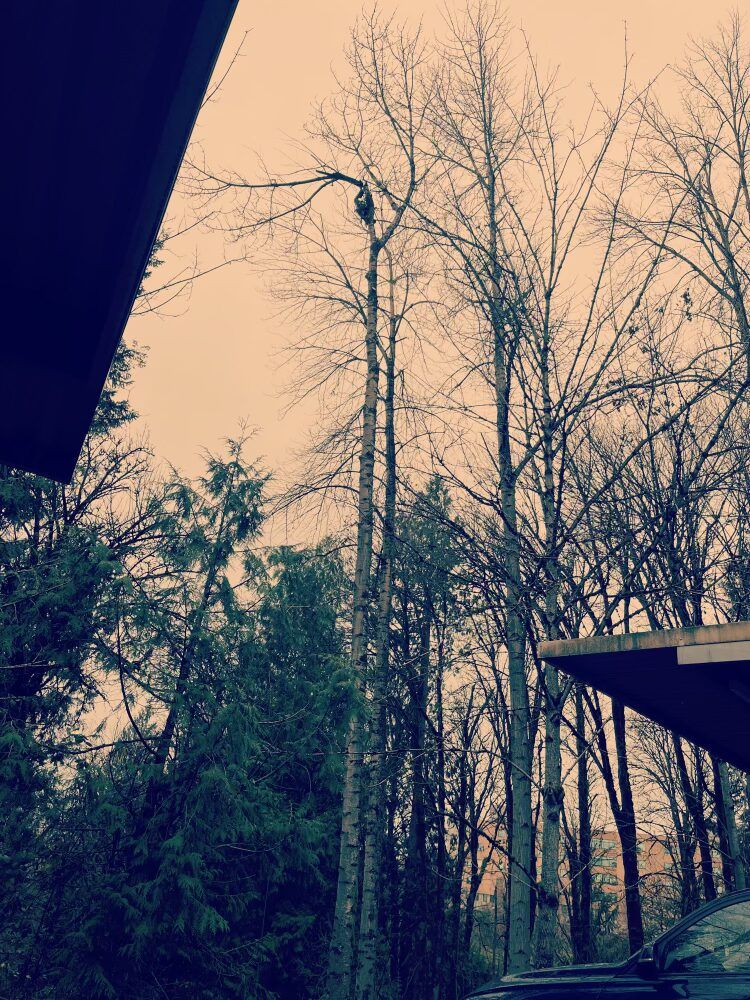 Bare trees and evergreens against a cloudy sky, framed by dark roof edges.