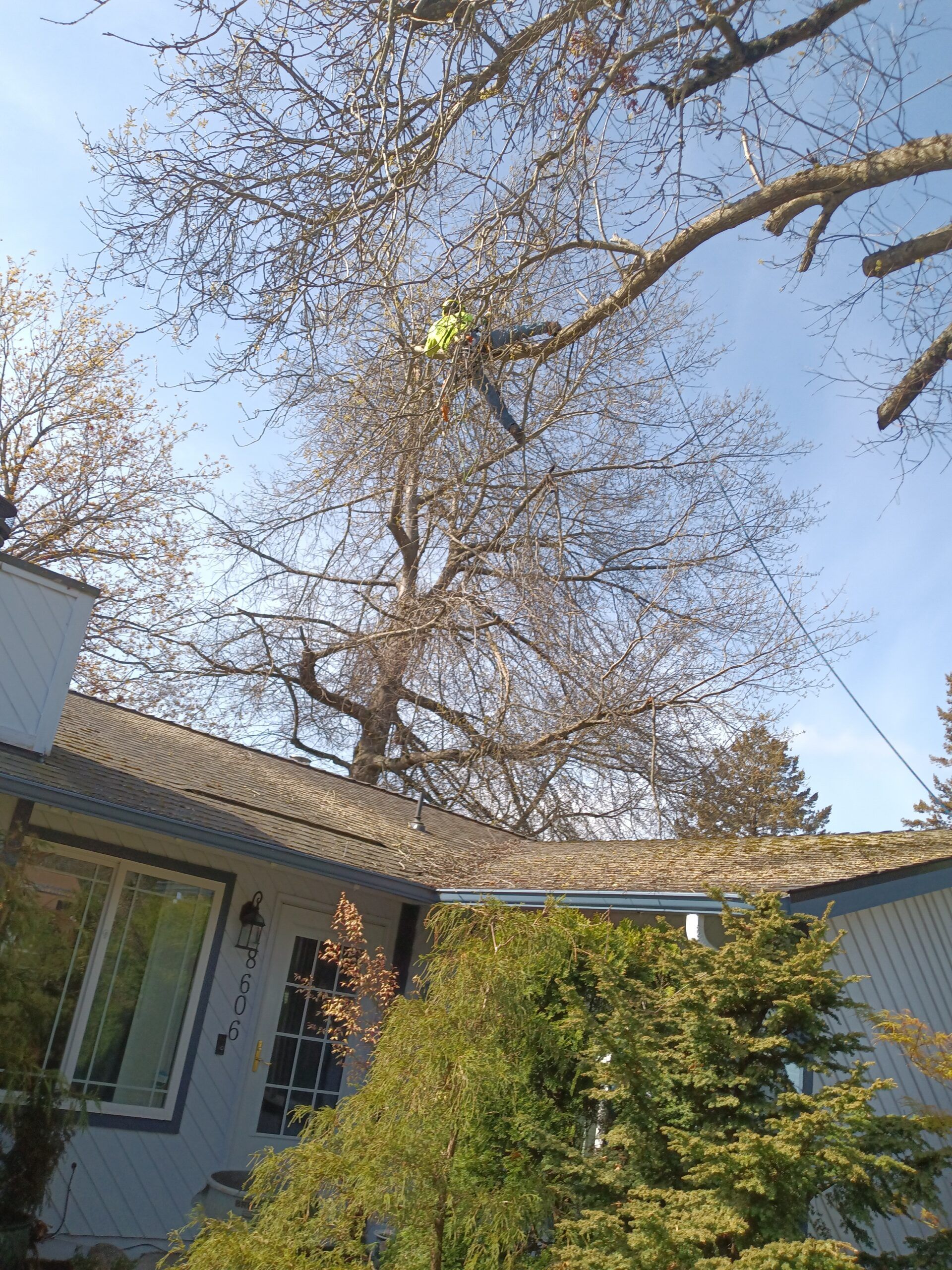Backyard tree with bare branches over a house roof, with a green shrub below and blue sky above