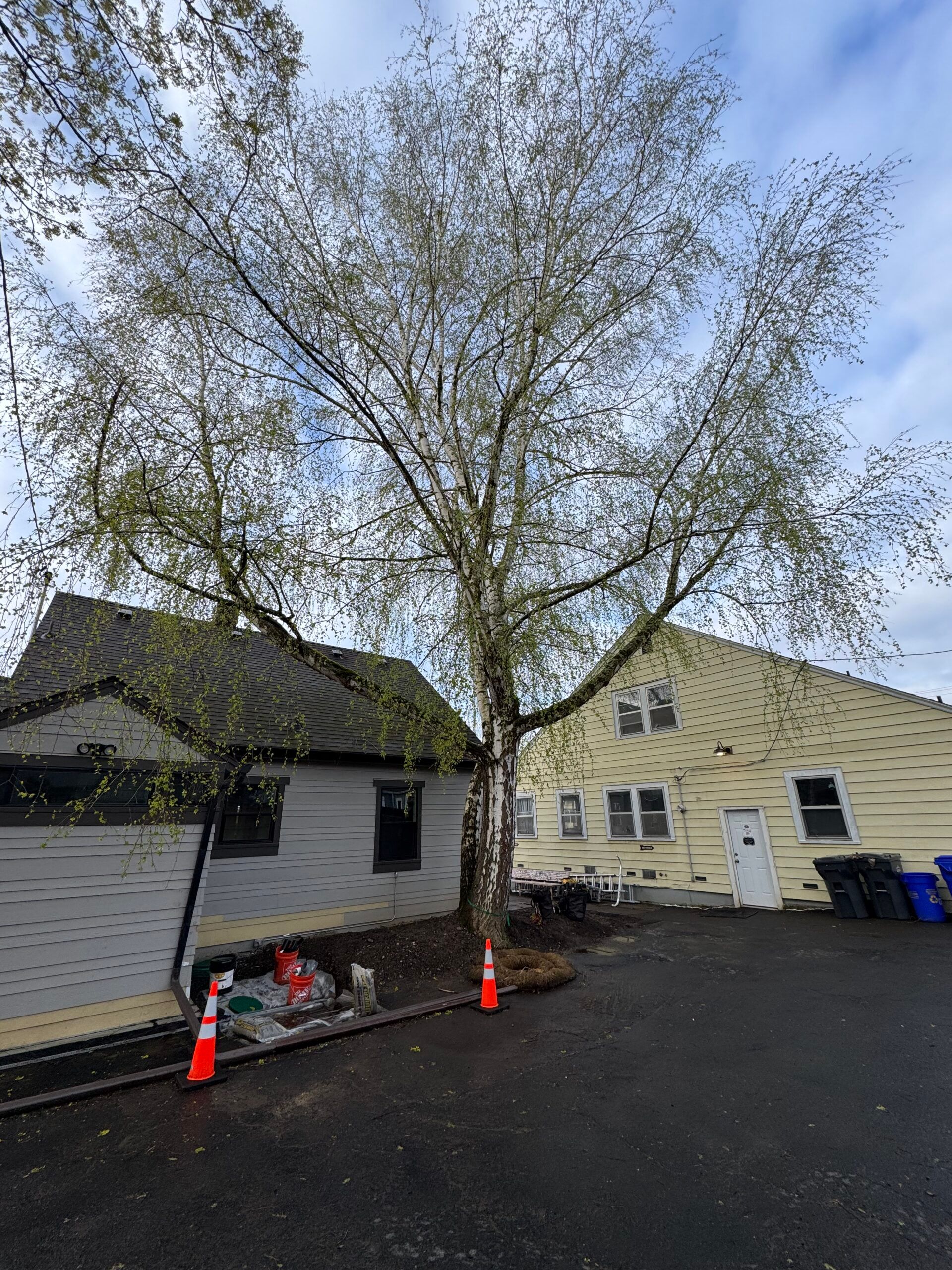 Yard with large leafless tree between two houses, orange cones, and dark pavement under a blue sky