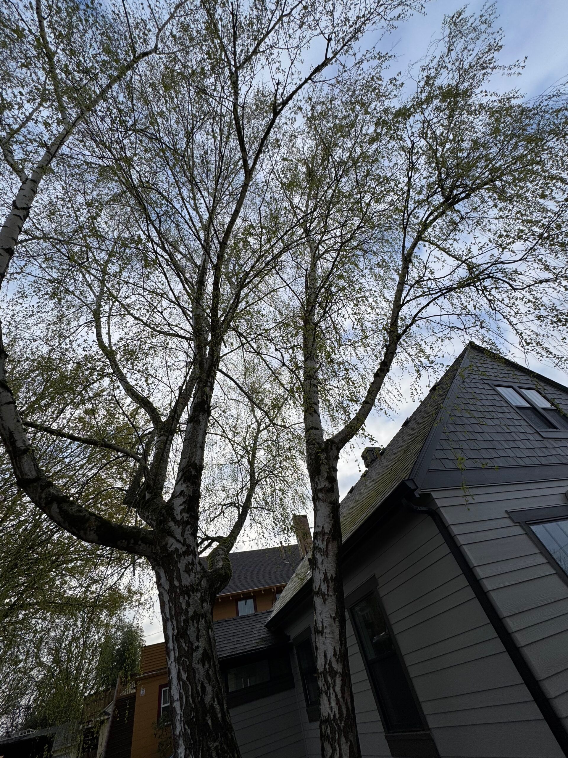Tall leafless trees beside a gray house with a steep roof under a cloudy sky