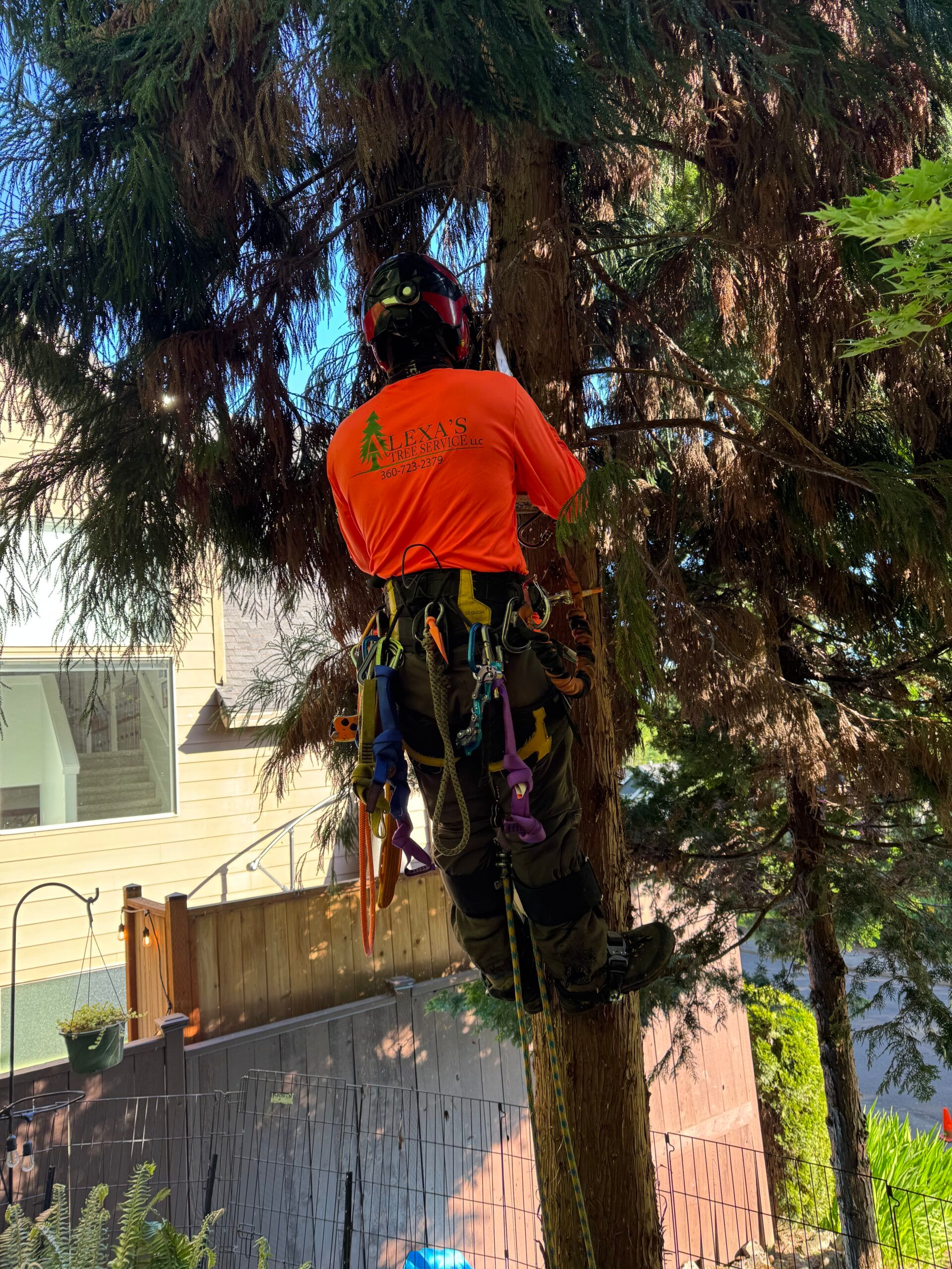 Worker in orange shirt trimming a tall tree beside a house and fence