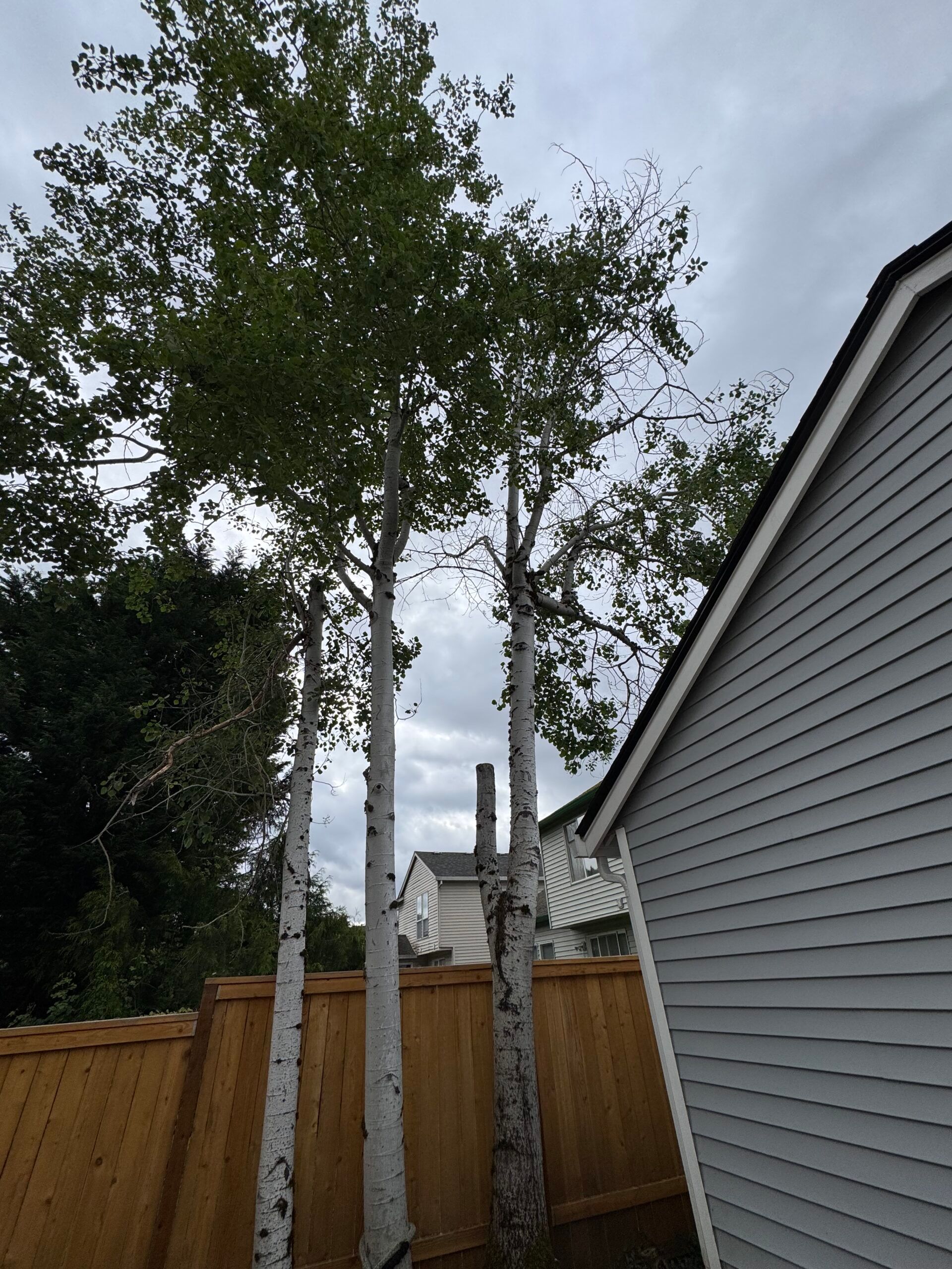 Tall trees behind a wooden fence beside a gray house under a cloudy sky