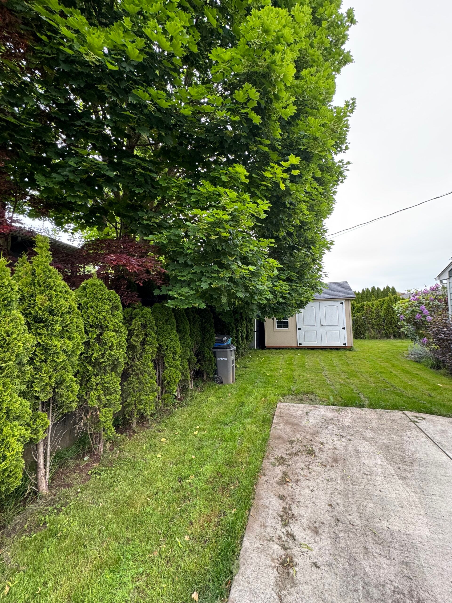 Driveway beside trimmed hedges and a large green tree leading to a small white shed in a grassy yard.