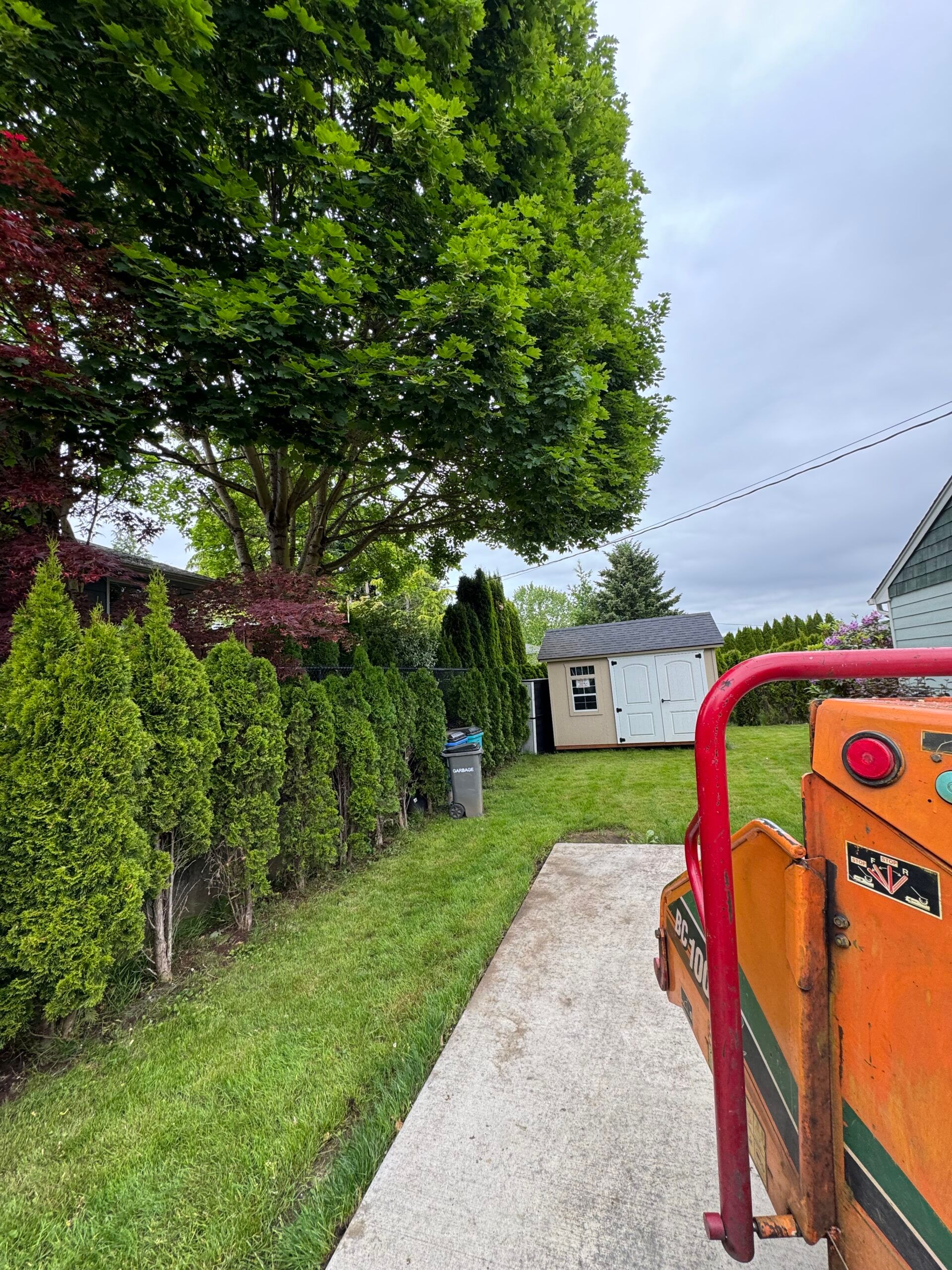 Gravel path beside hedges and a large tree, with an orange lawn machine in the foreground and a shed ahead.