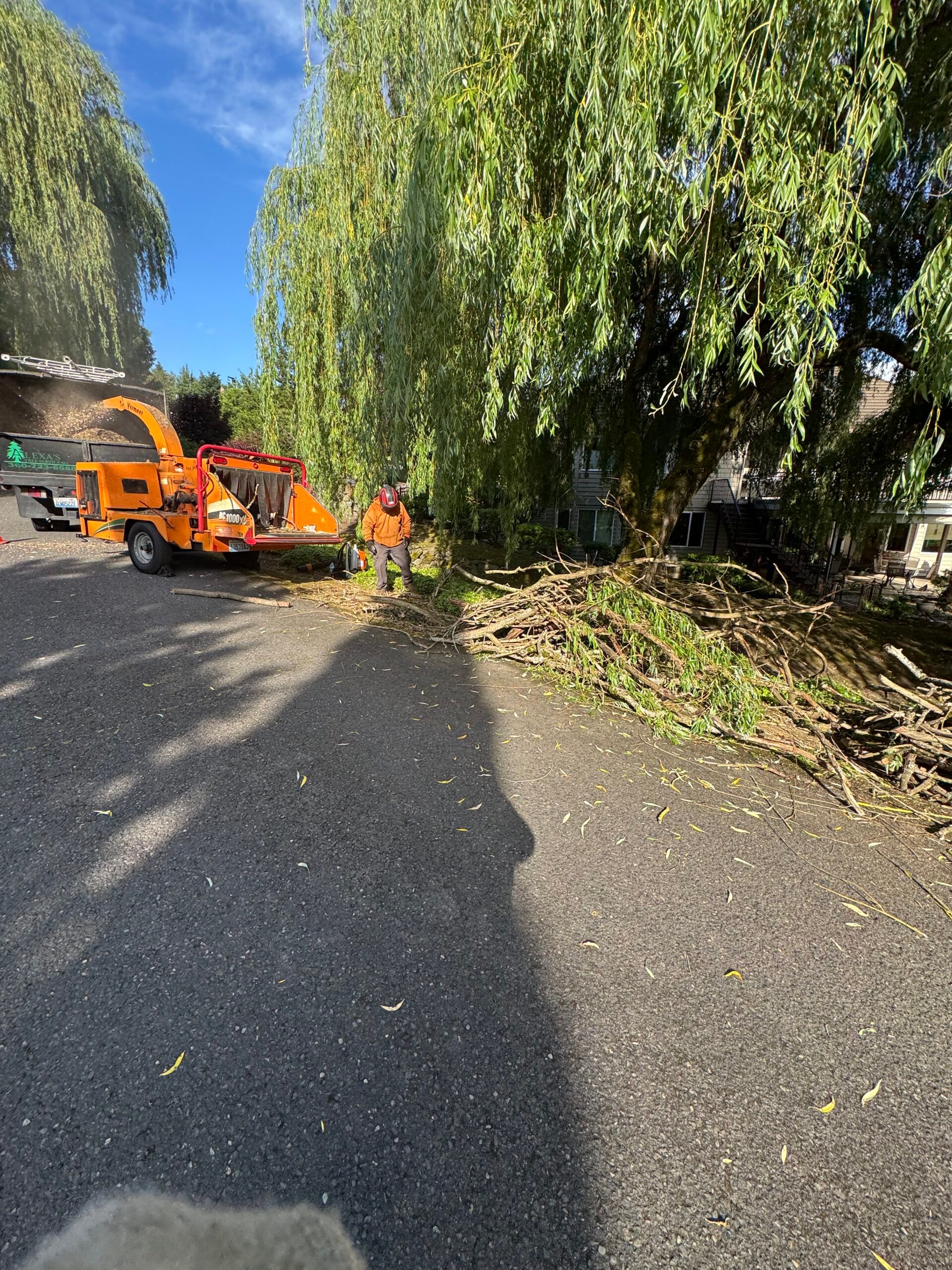 Orange utility trucks clearing fallen tree branches on a road beside a large willow tree