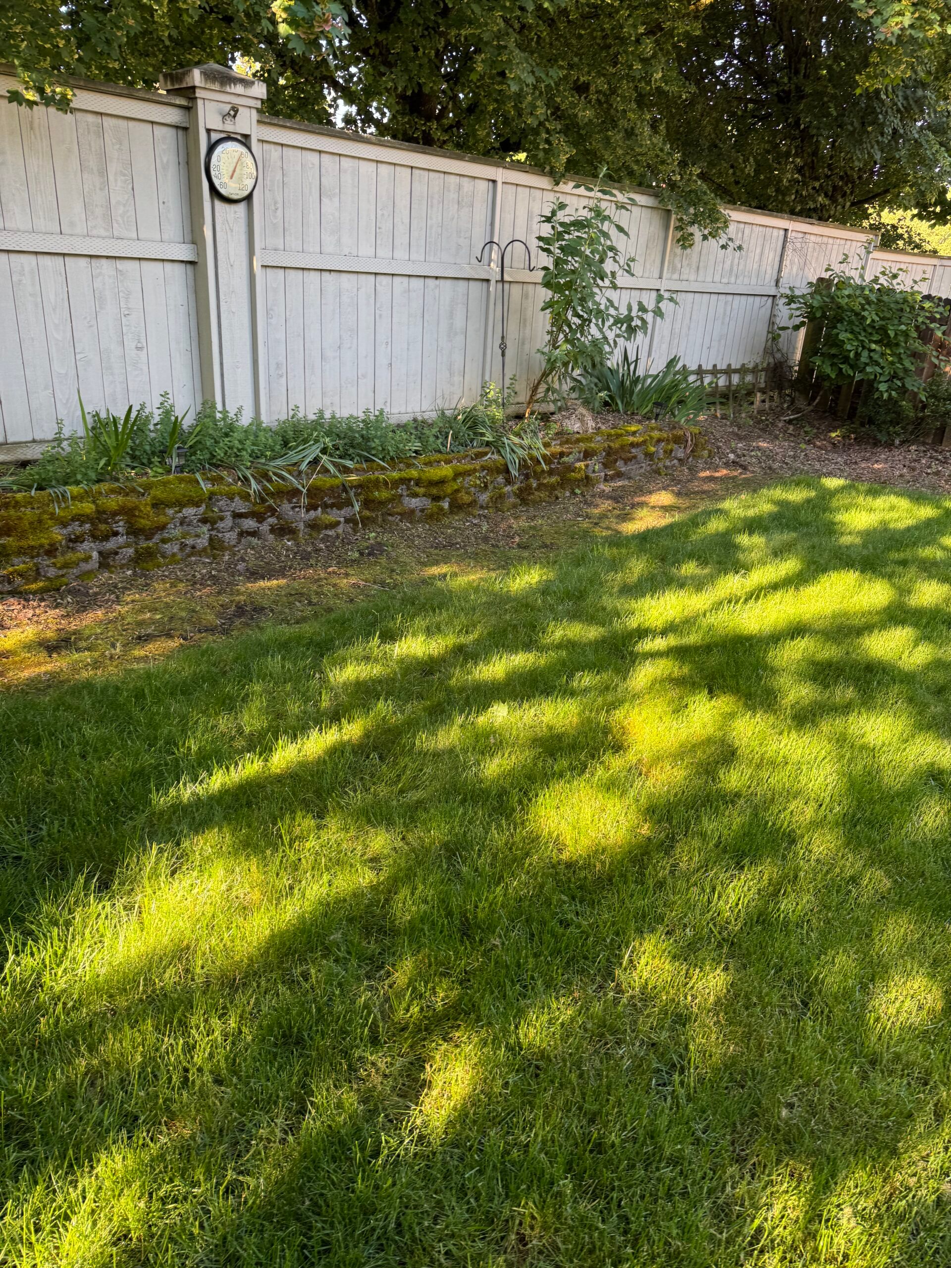 Sunlit green lawn beside a white fence with vines and an outdoor clock.