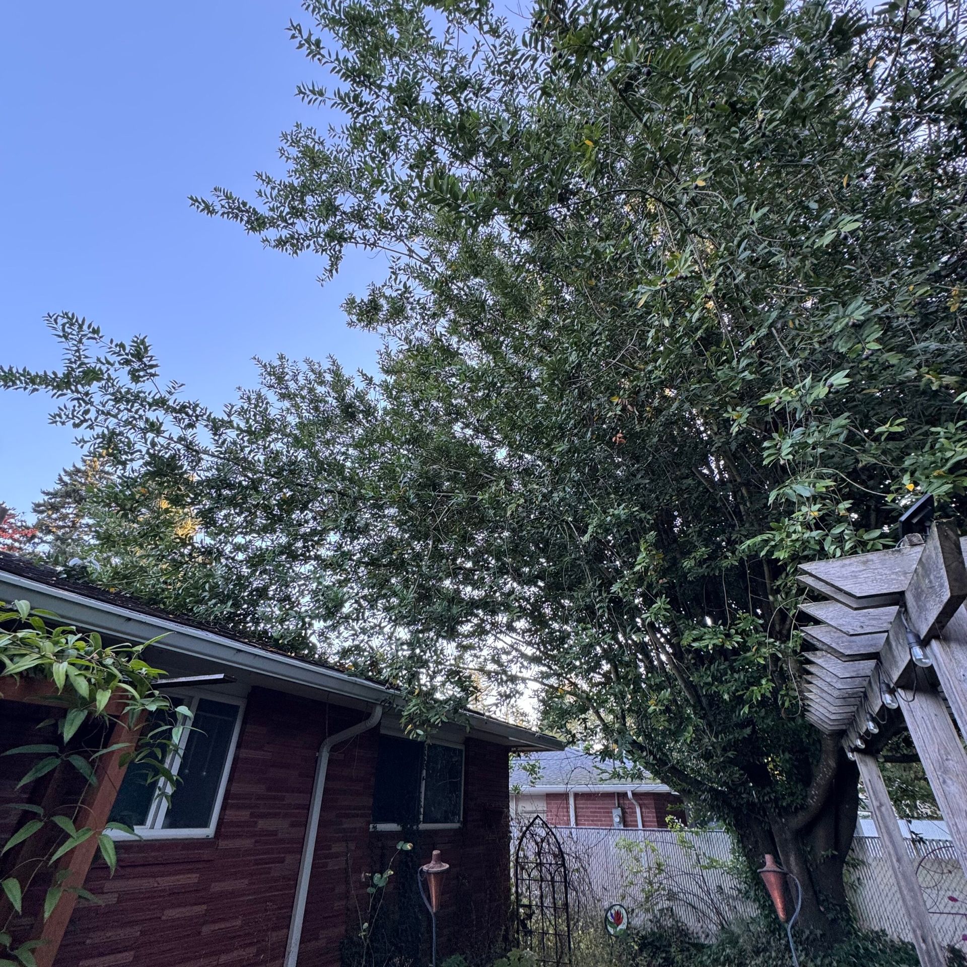 Backyard with large tree canopy over a red brick house and a wooden fence at dusk