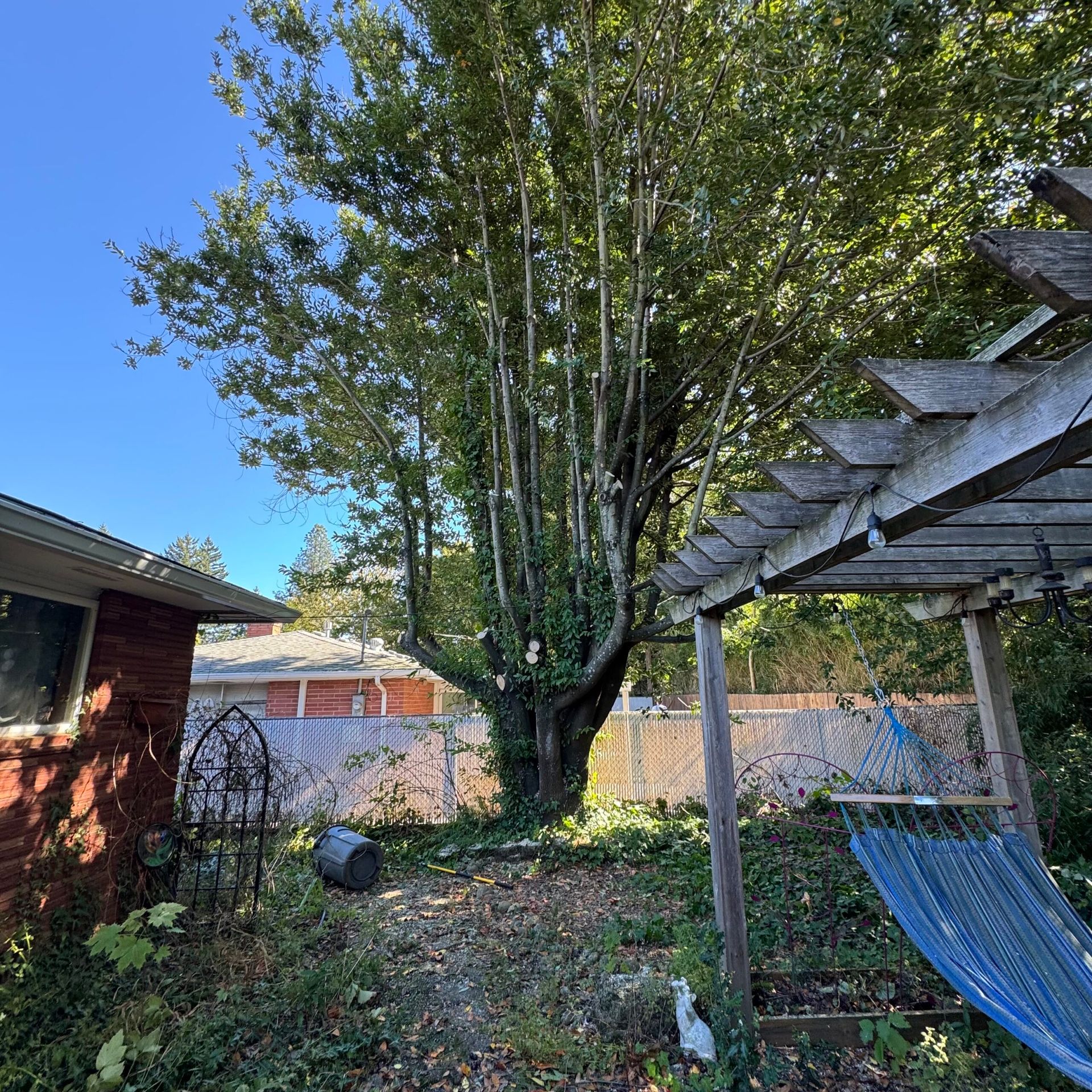 Backyard with large tree, brick house, fence, and a blue hammock under a pergola