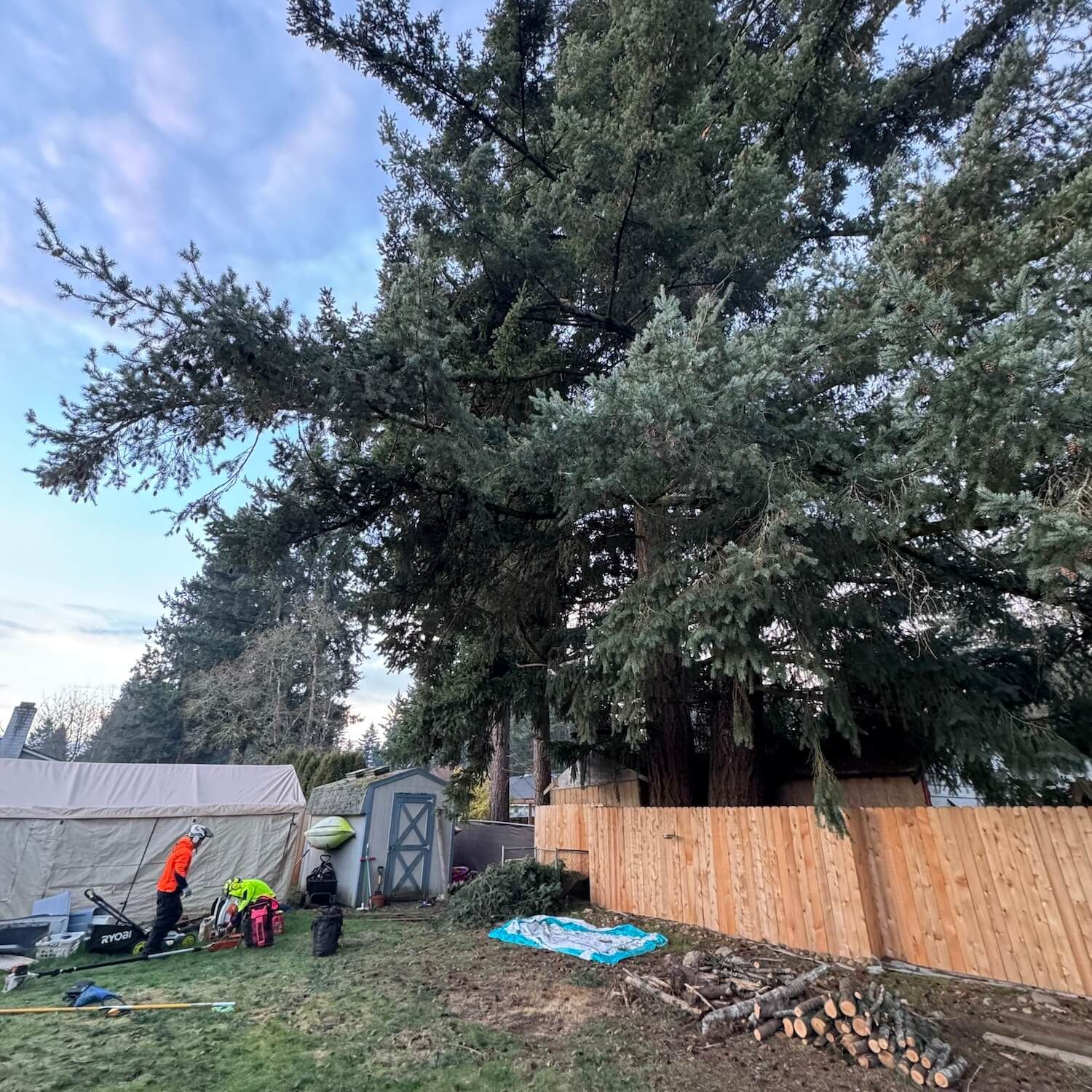 Workers near a large tree by a fence, with a woodpile and yard equipment in a backyard.