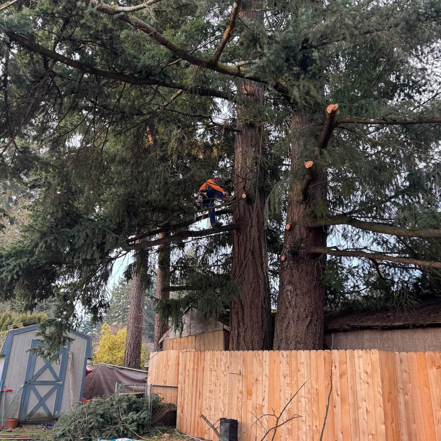 Worker in orange gear trimming a tall tree behind a wooden fence in a backyard