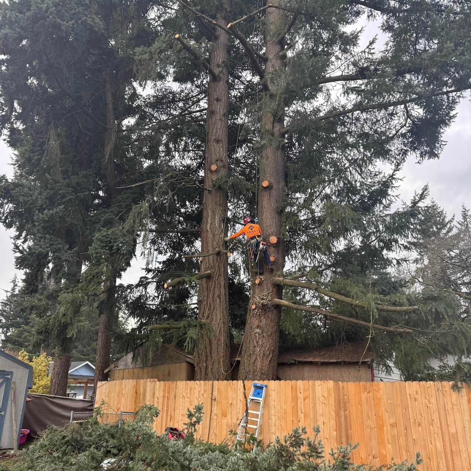 Tall evergreen trees behind a wooden fence, with a person in orange working high in one tree.