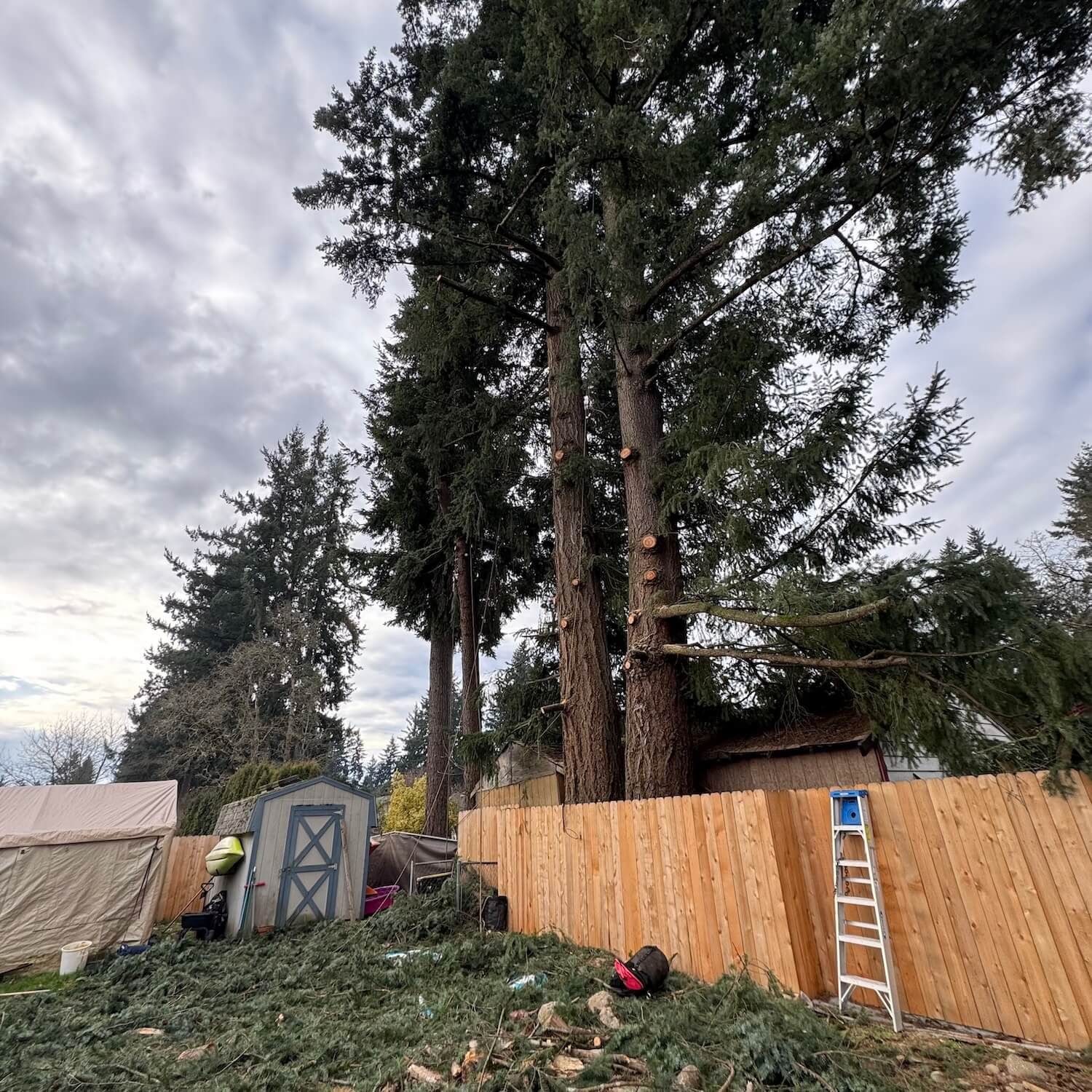Tall evergreen trees behind a wooden fence, with a ladder leaning on it and a shed in a yard.