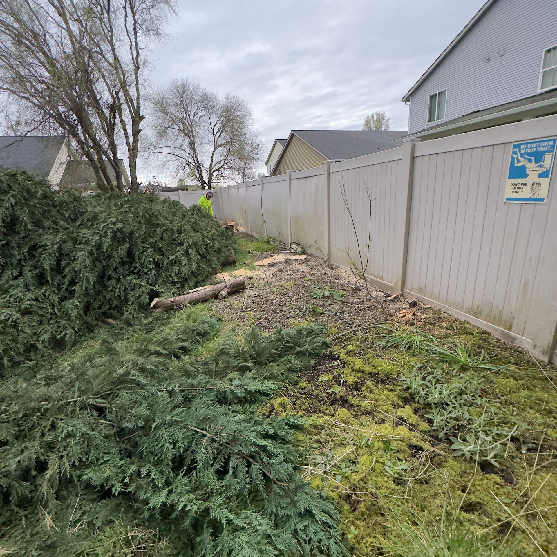 Residential backyard with fallen evergreen branches along a white fence on a cloudy day