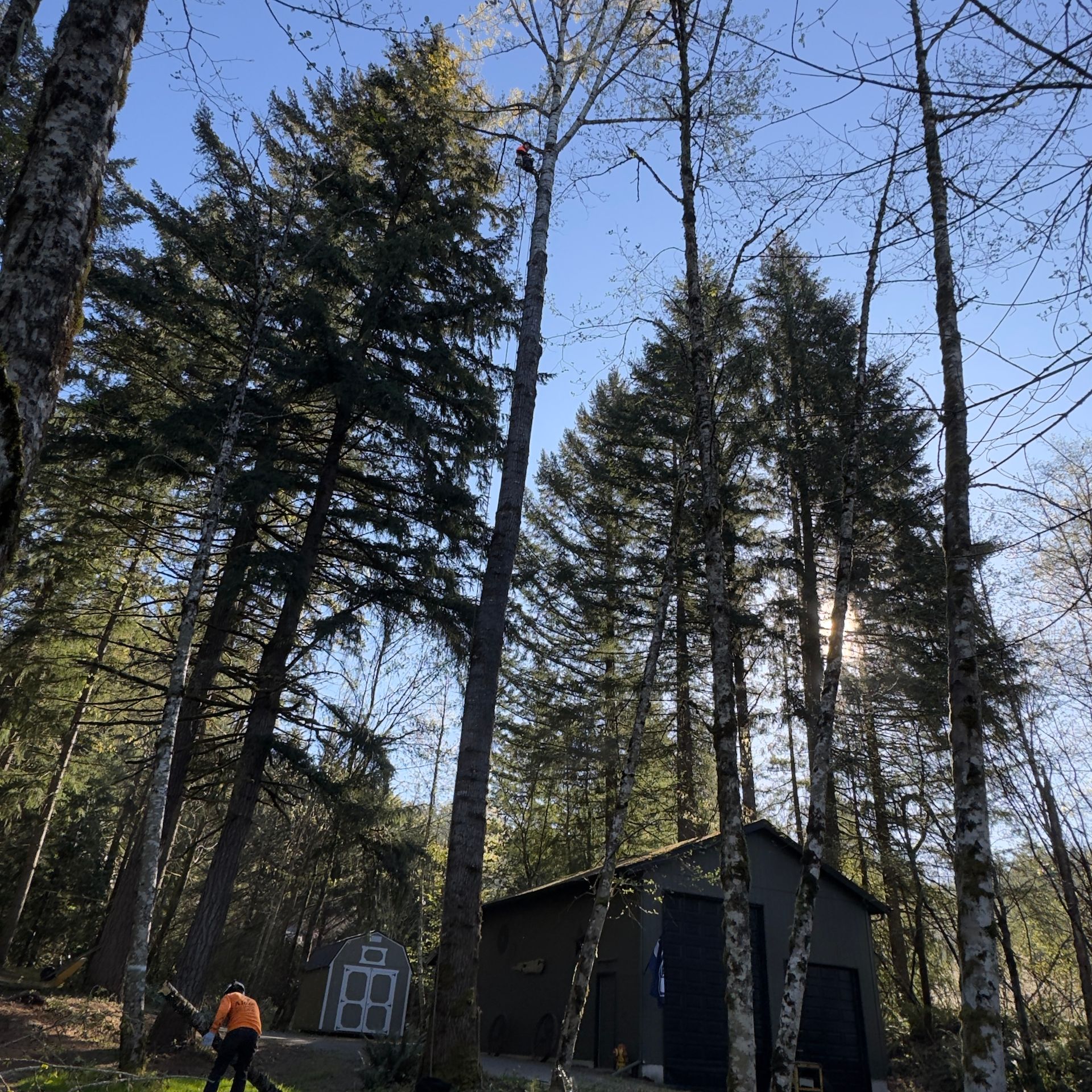 Tall evergreens beside a small dark cabin in a sunlit forest, with a person in an orange jacket nearby
