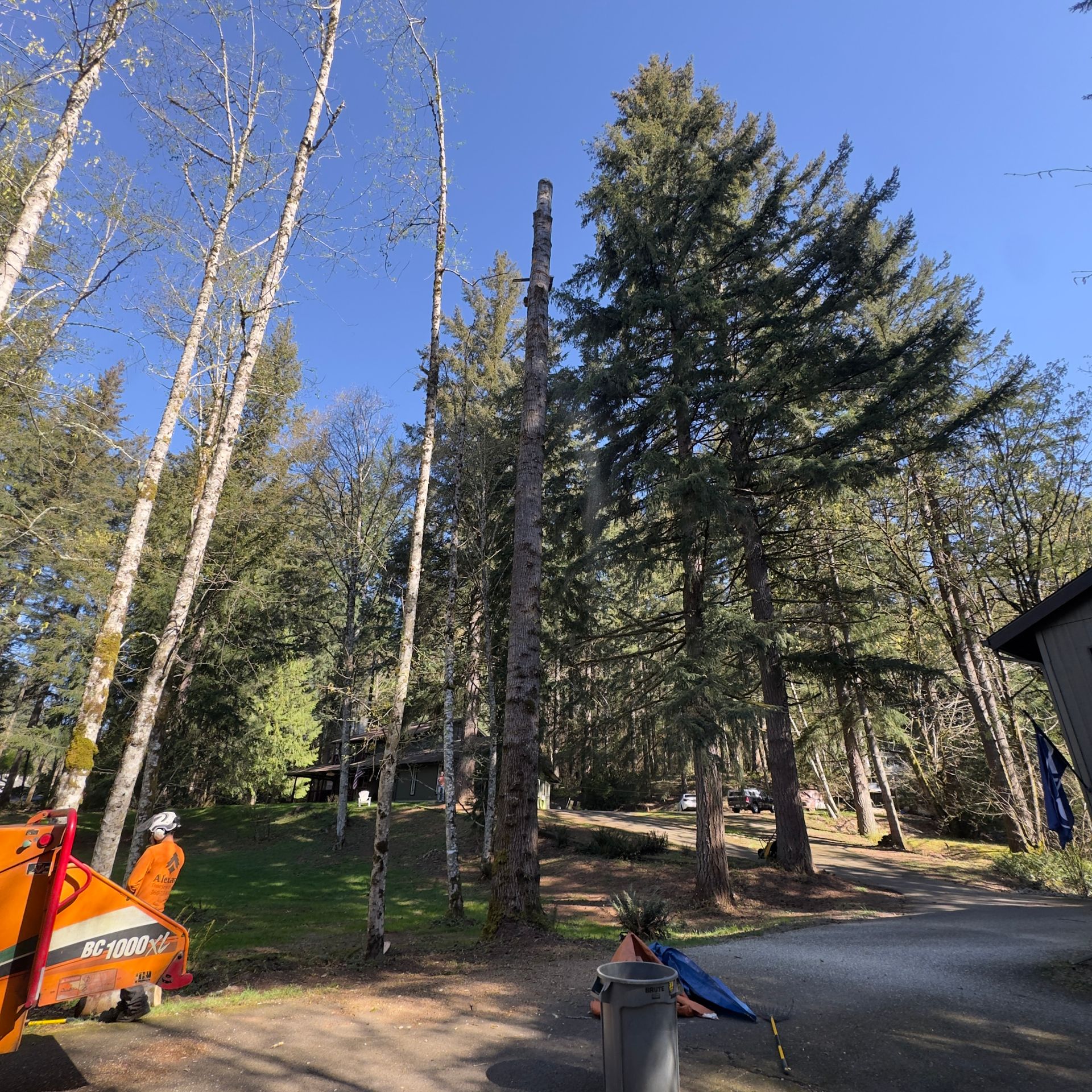 Wooded backyard with tall pine and birch trees, gravel path, and a child near a bike under a clear blue sky