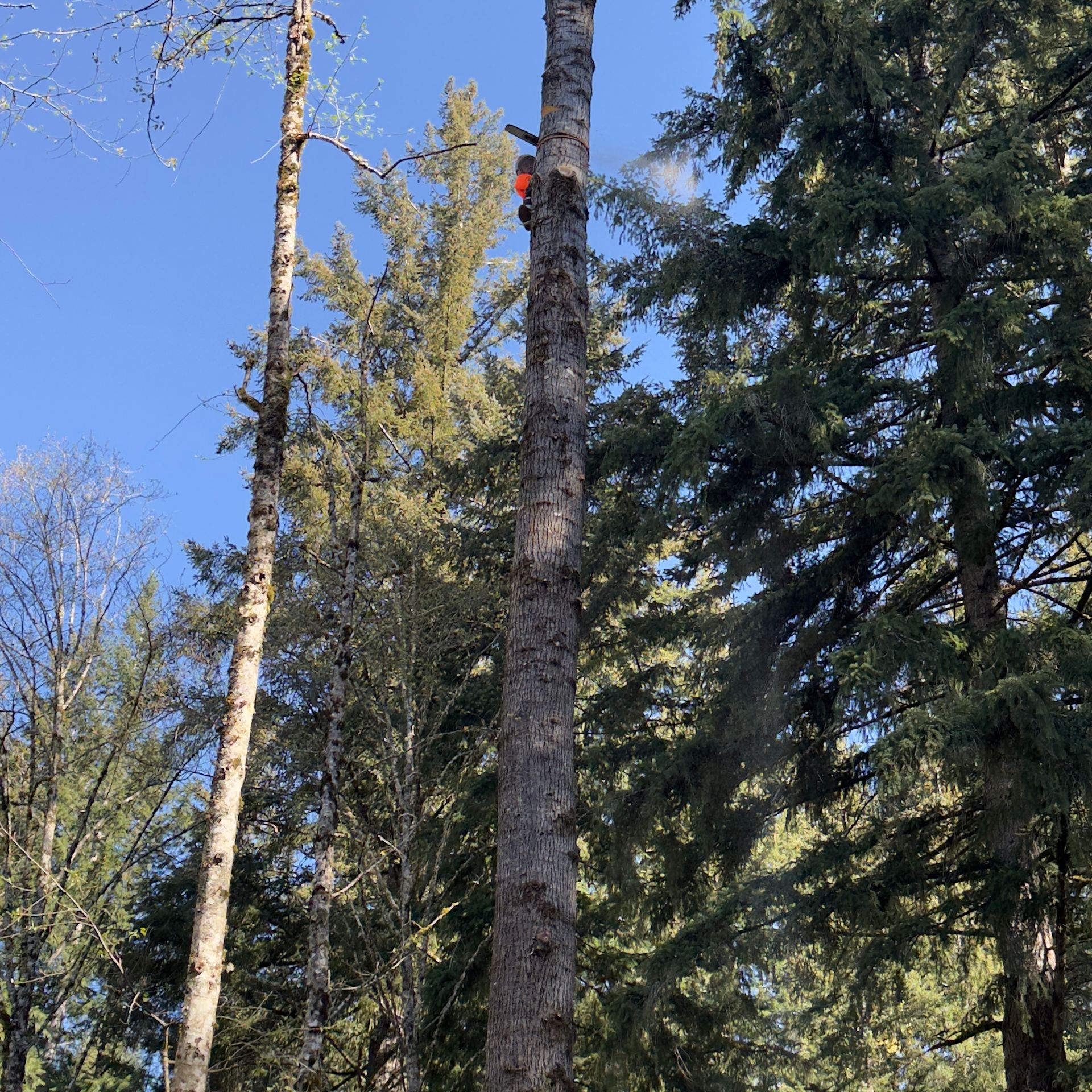 Forest canopy with tall evergreen trees and one marked trunk under a bright blue sky