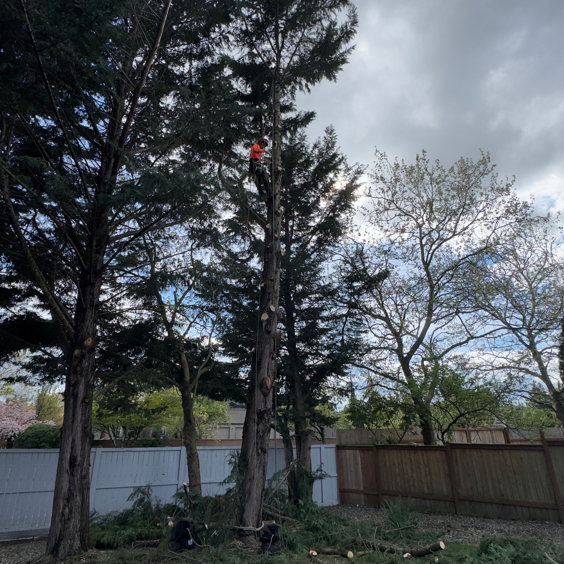 Tall trees in a yard under a cloudy sky, with a white fence and brown wooden fence in the background