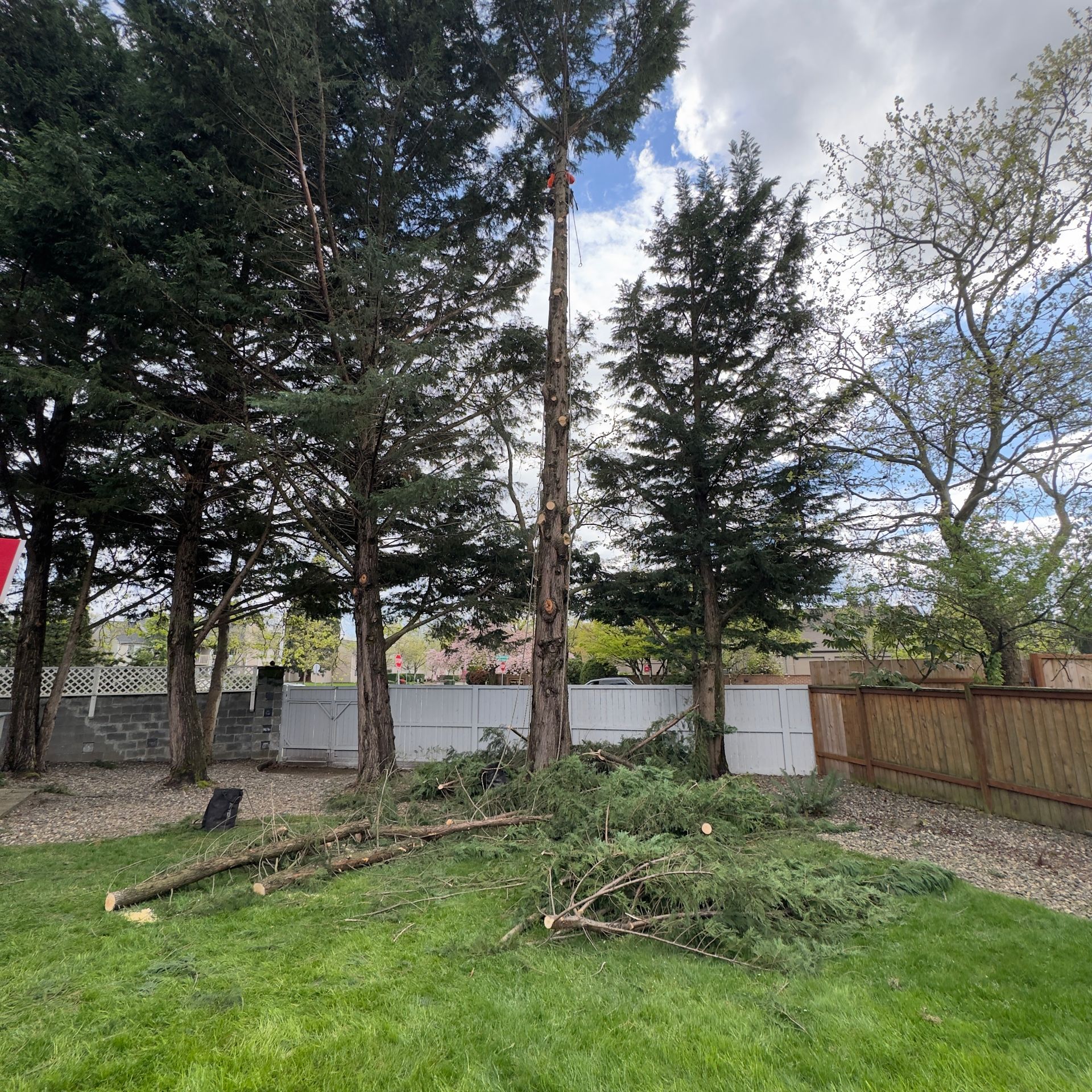Backyard with tall trees, a wooden fence, and a large fallen branch on the grass