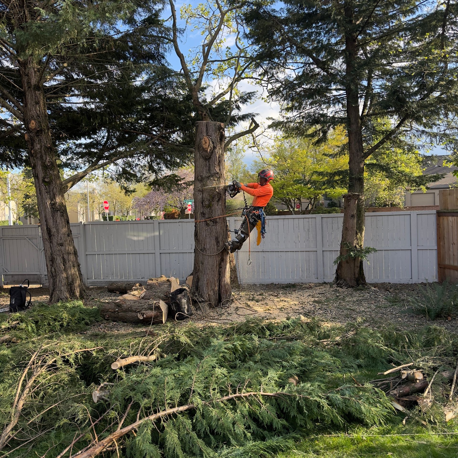 Worker in orange climbs a tree beside a fenced yard with cut branches on the ground