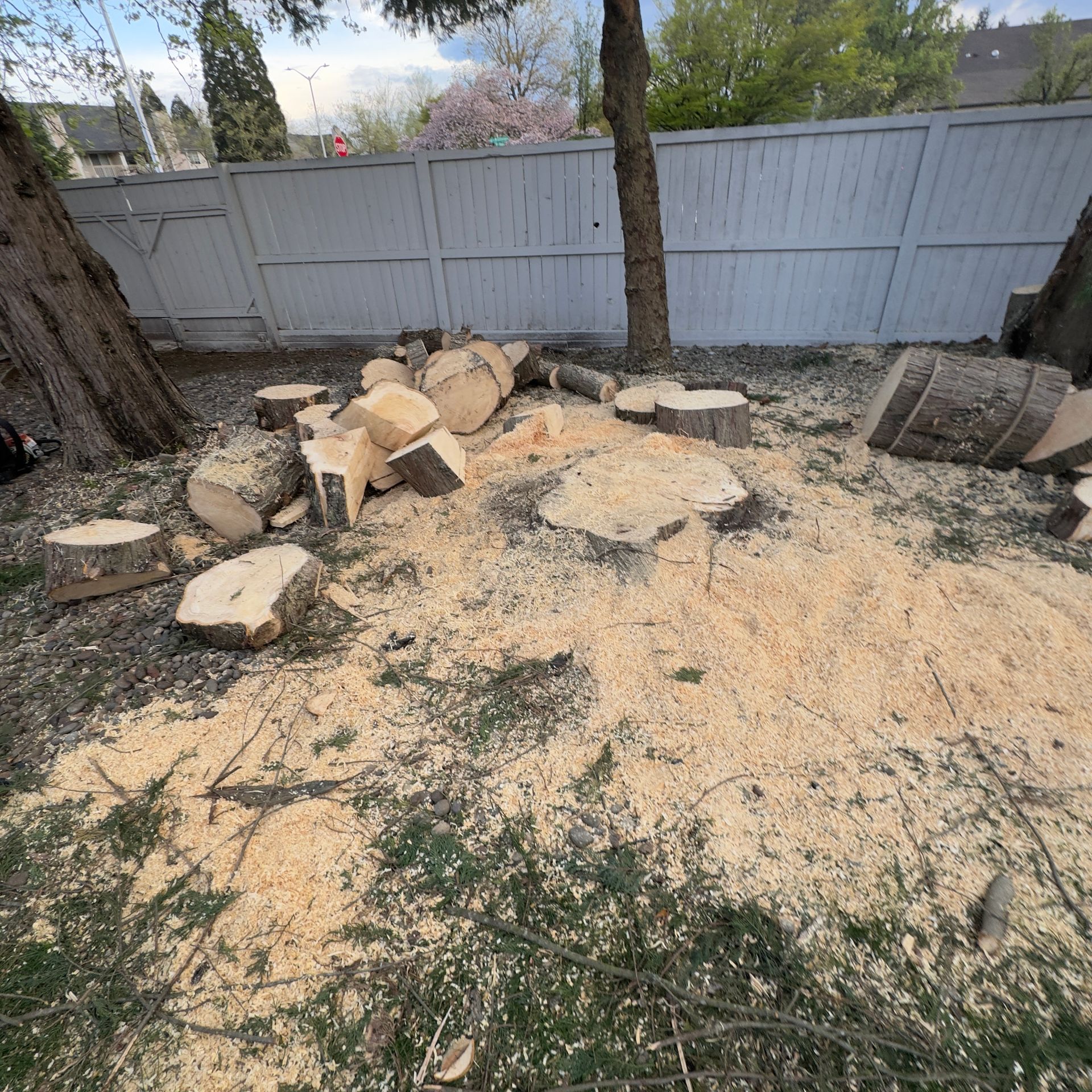 Backyard pile of cut wood and sawdust beside a white fence and tree trunk