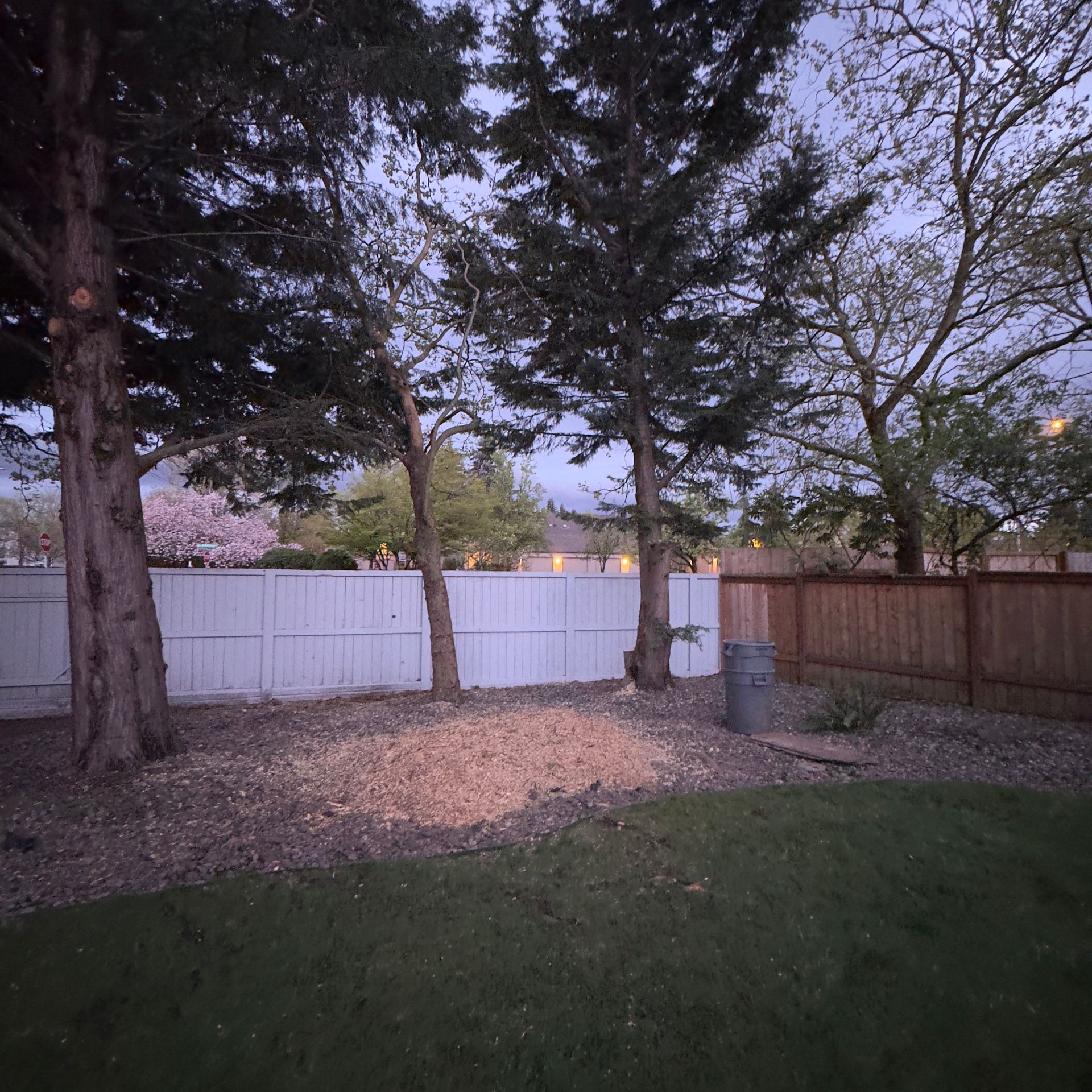 Backyard at dusk with tall trees, white fence, wooden fence, and a patch of lawn and gravel