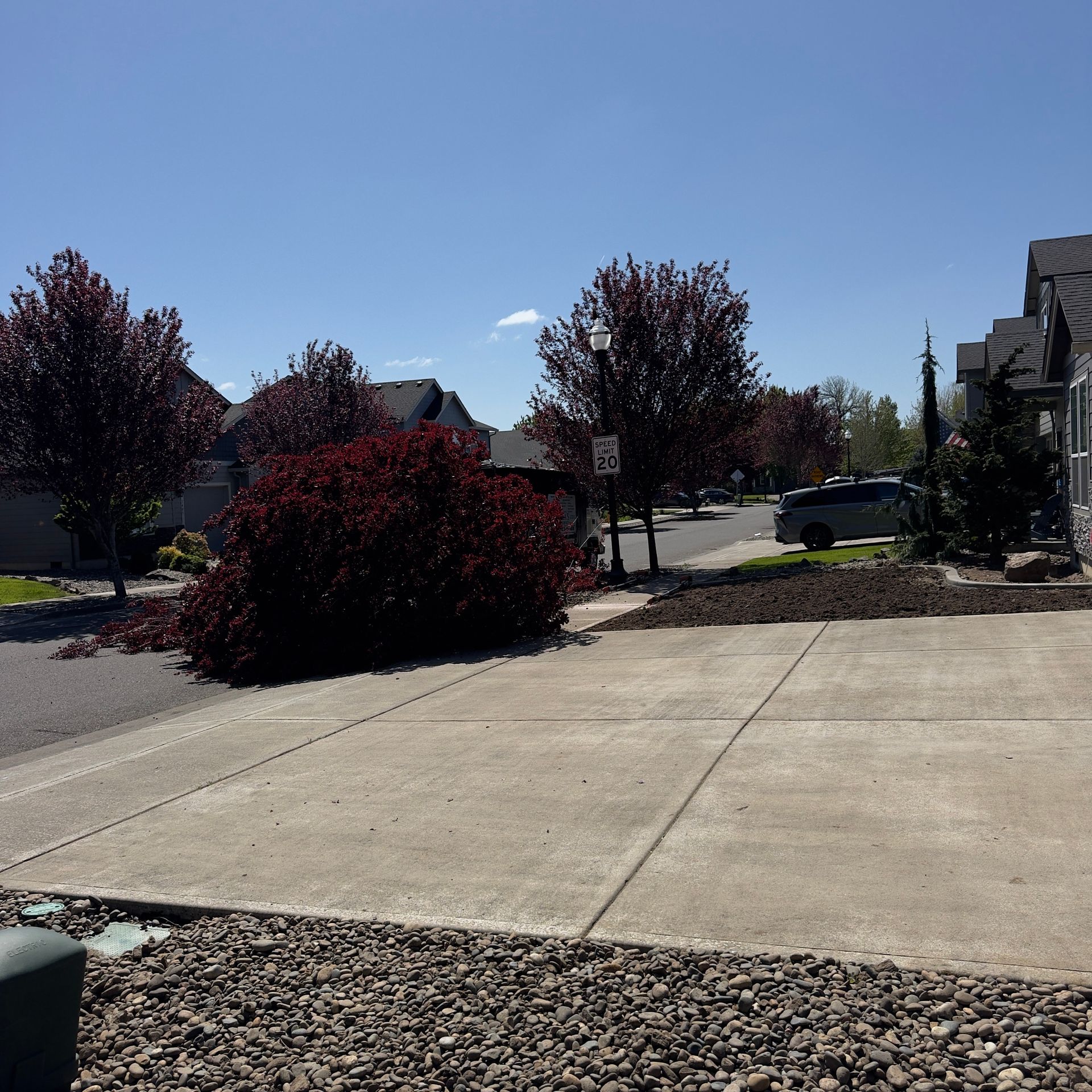 Sunlit suburban driveway and sidewalk with red shrubs, trees, and parked cars under a clear blue sky