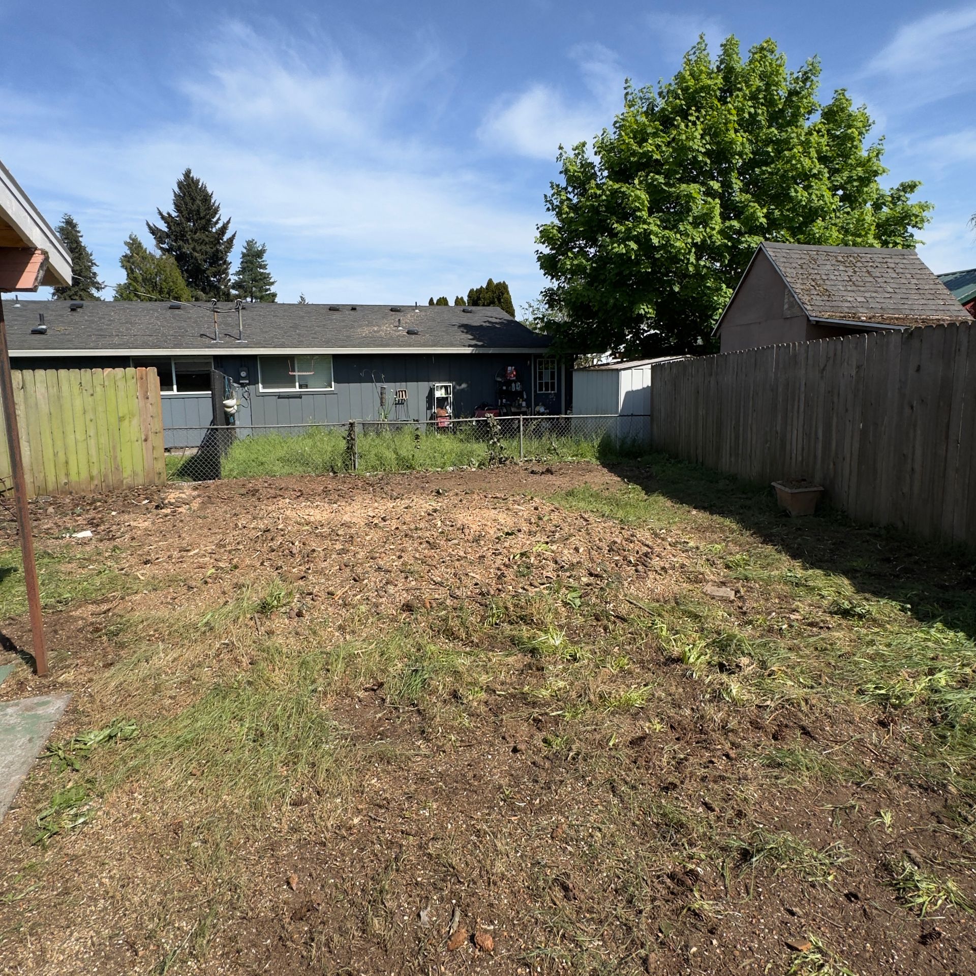 Backyard with bare dirt, wooden fence, shed, and a large green tree under a blue sky.
