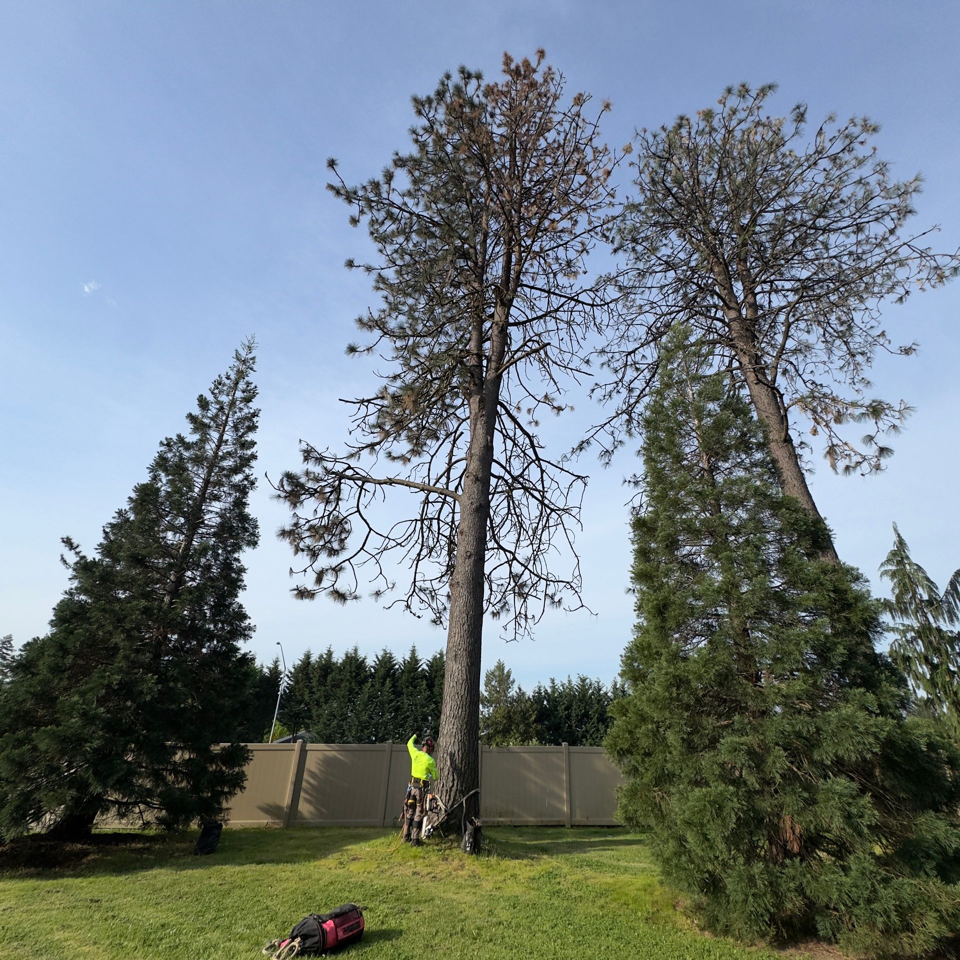 Three tall trees in a yard, with a worker in a neon vest trimming branches near a fence.