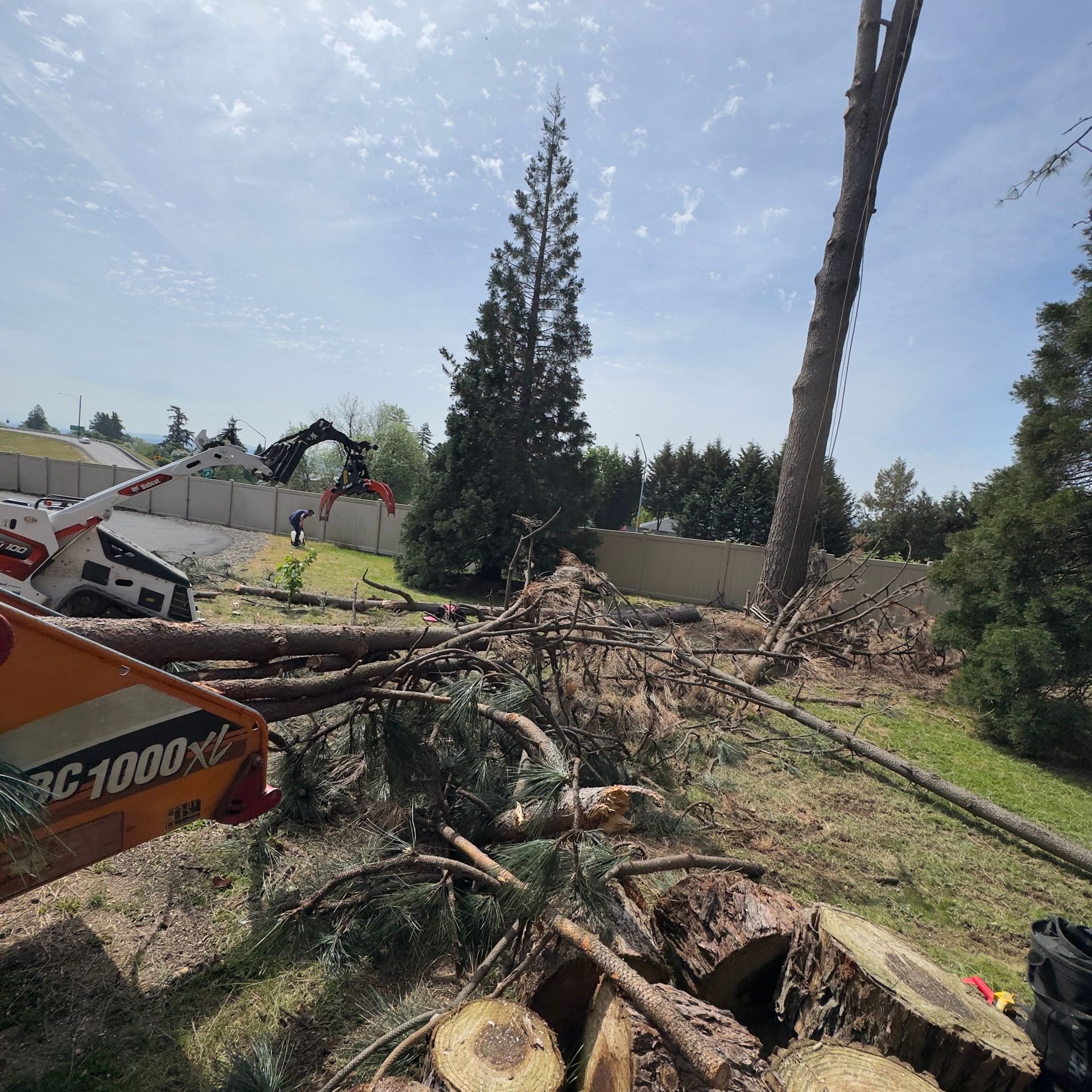 Tree removal site with fallen branches, a red wood chipper, and a tall evergreen under a clear sky