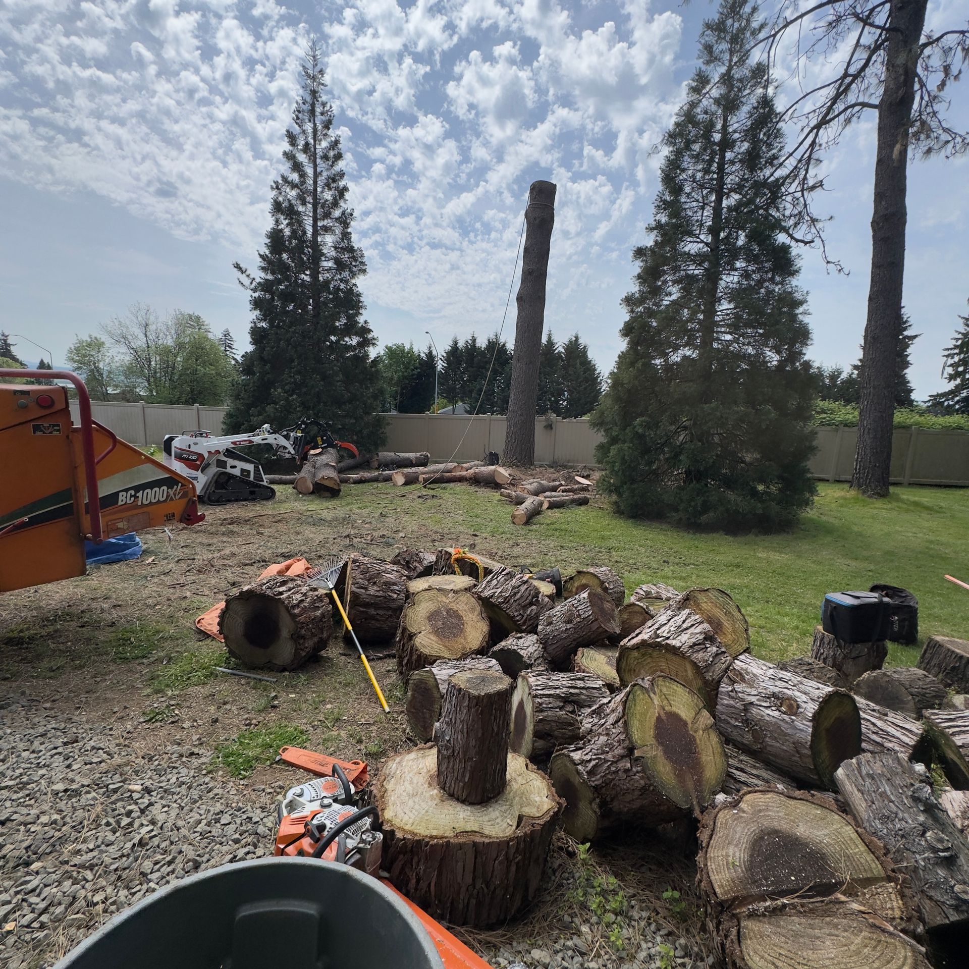 Cut tree logs and stumps scattered in a yard with tall evergreens and a cloudy sky