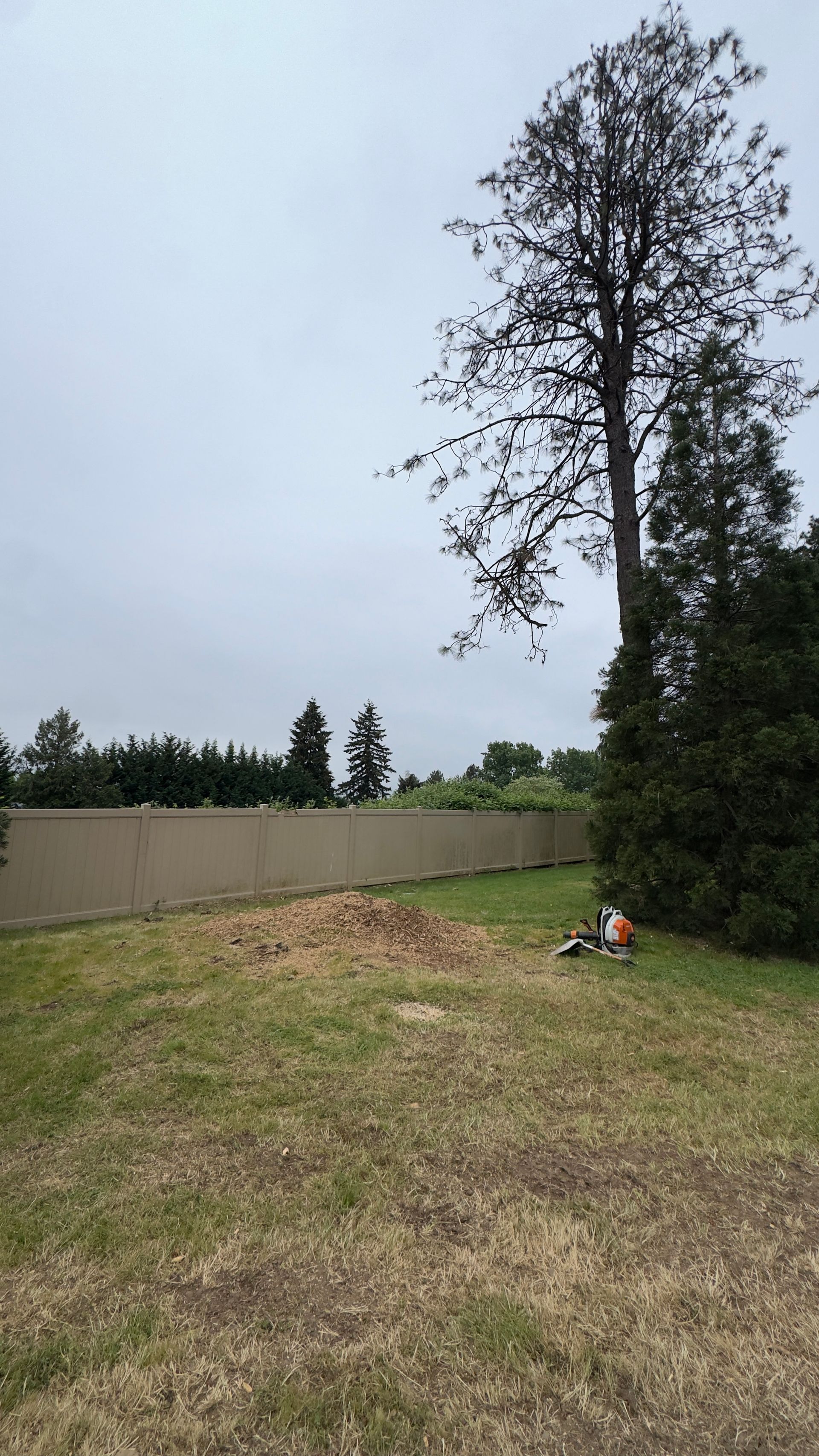 Grassy backyard with a tall tree, fence, and a person sitting near the right edge.