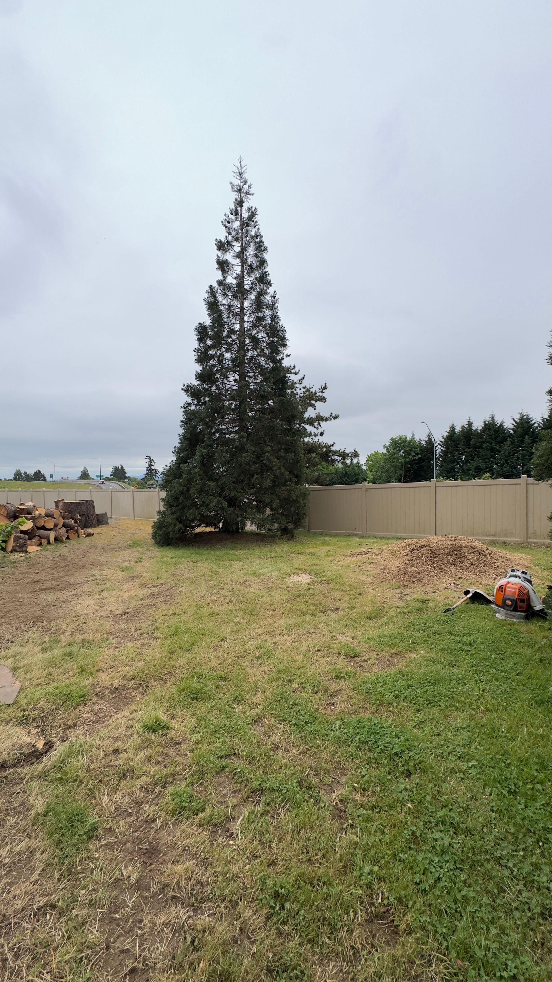 A tall evergreen tree stands in a grassy yard beside a fence under a cloudy sky.