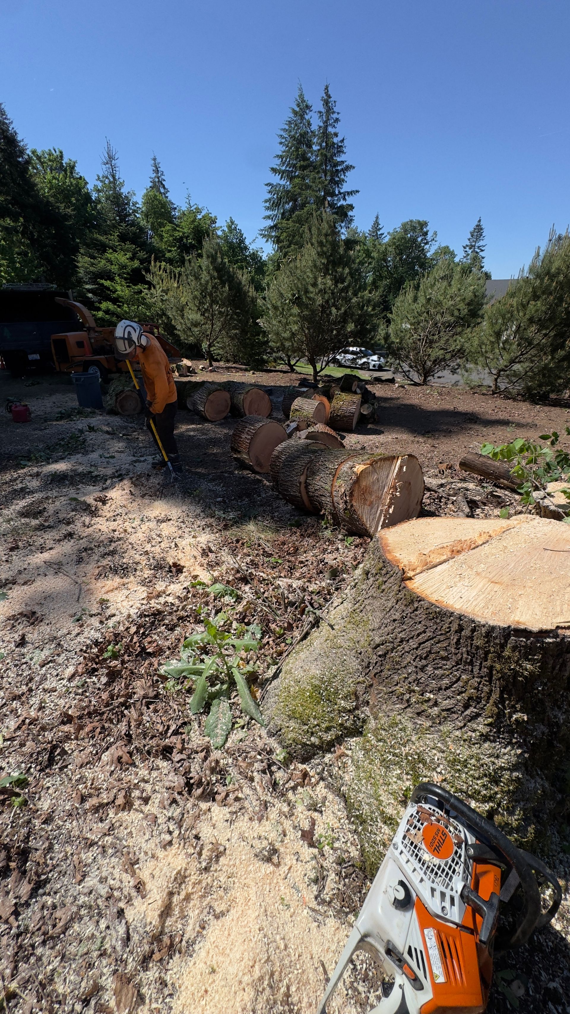 Arborist trimming a large fallen tree trunk in a wooded yard on a sunny day