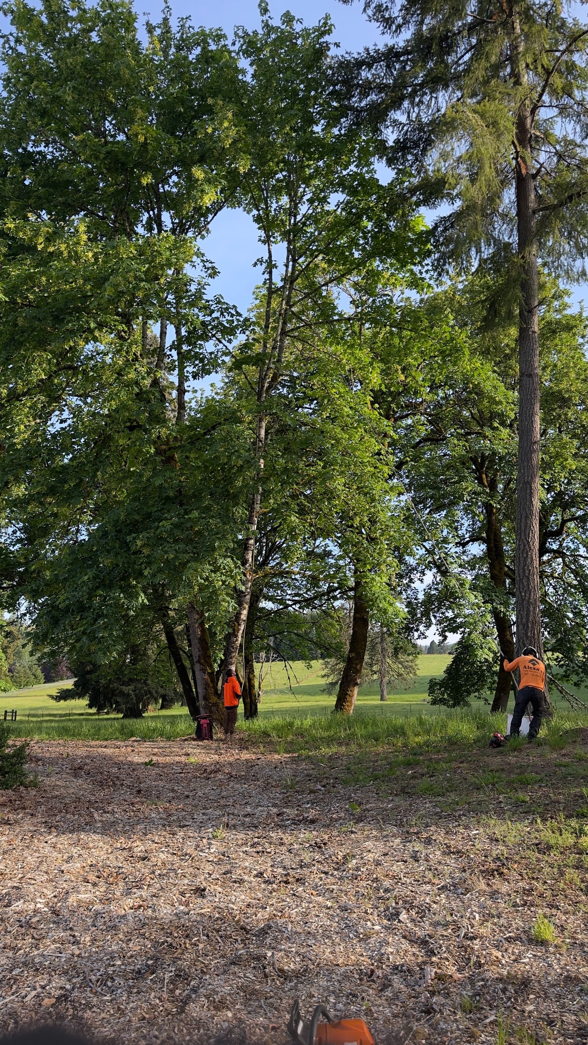 Two people in orange shirts stand among tall trees in a leafy park or wooded area.