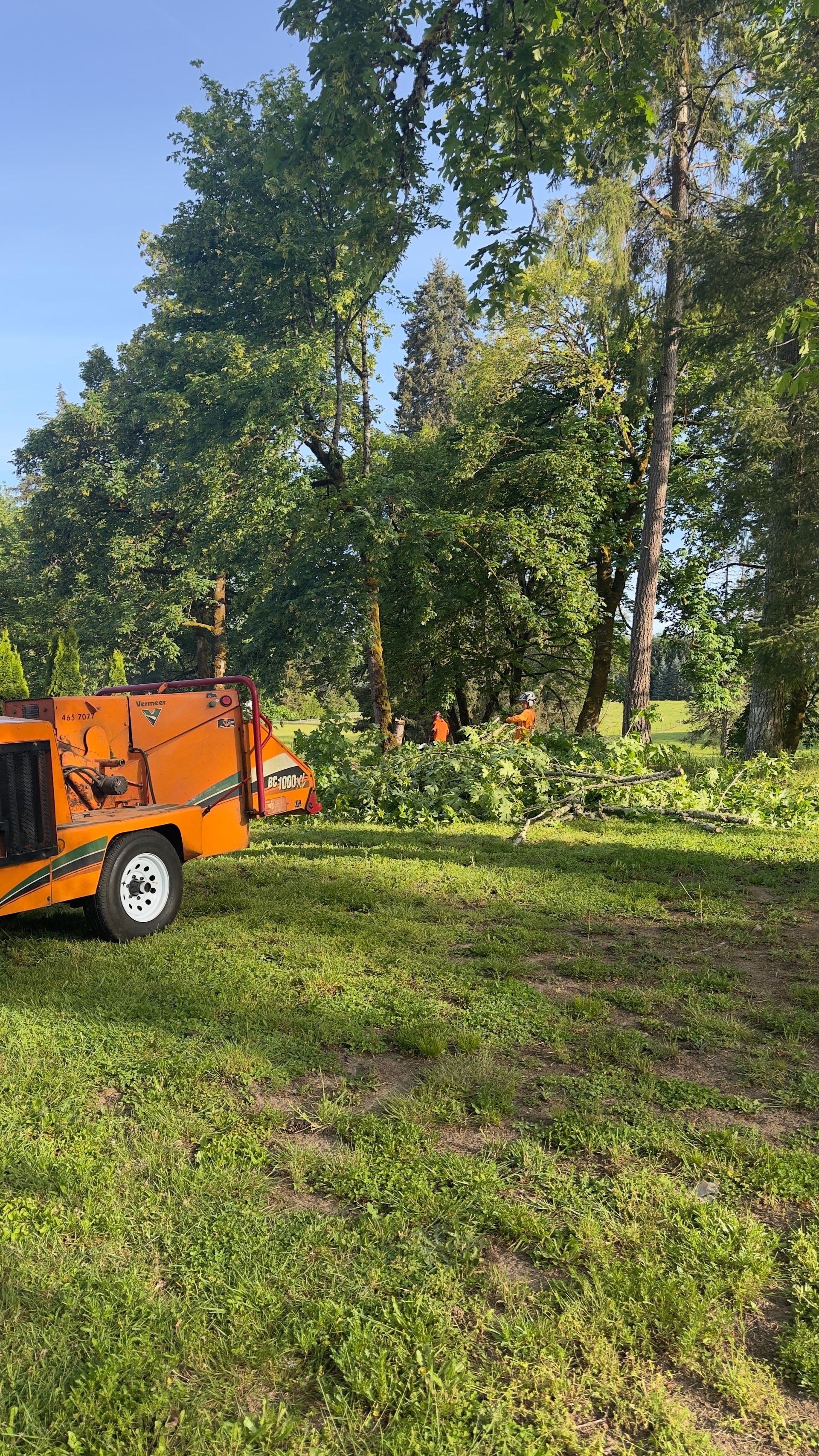 Orange trailer in a grassy yard beside trees in bright sunlight