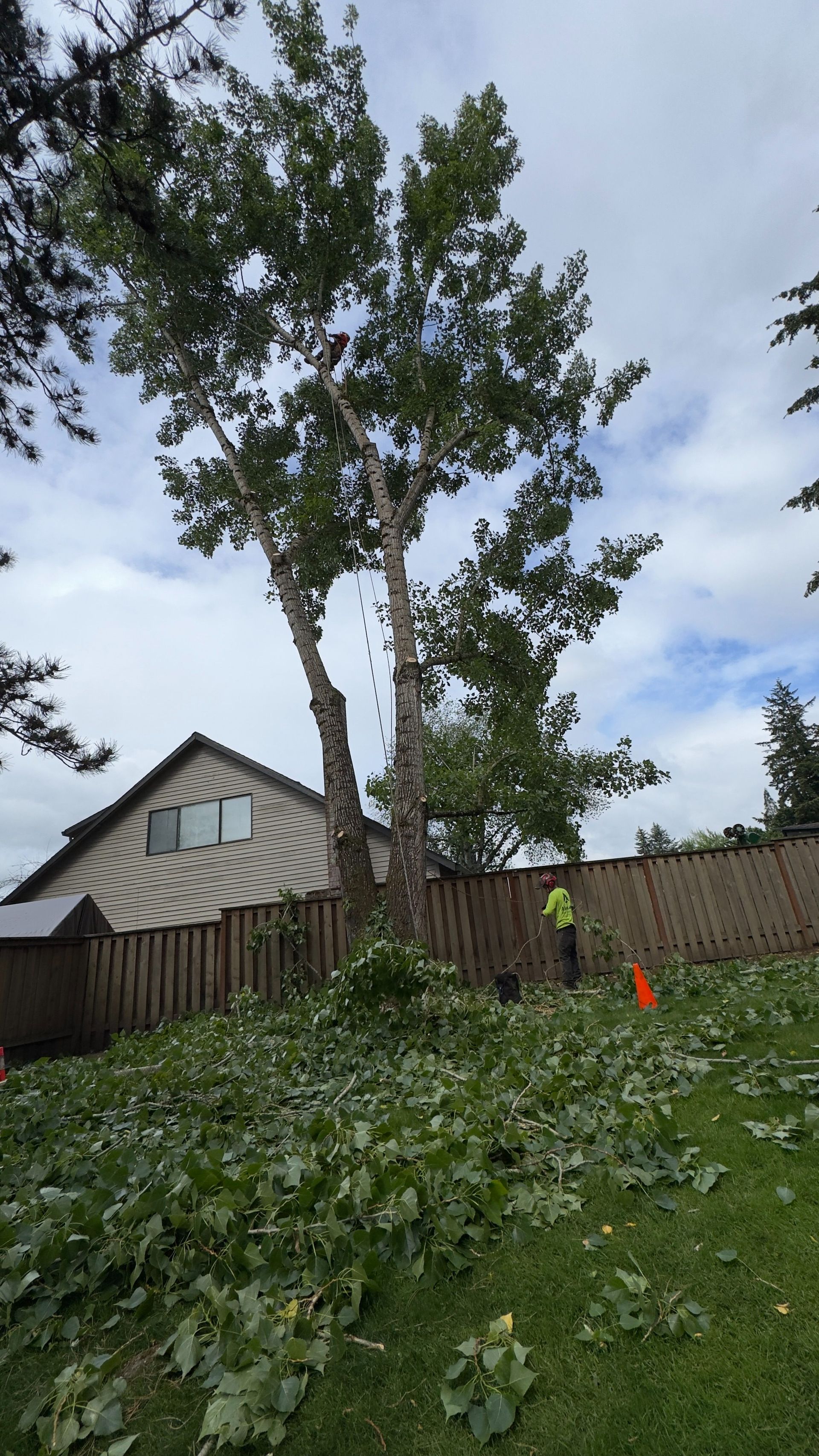 Tall trees in a backyard beside a house and fence, with storm-damaged branches and an orange cone.
