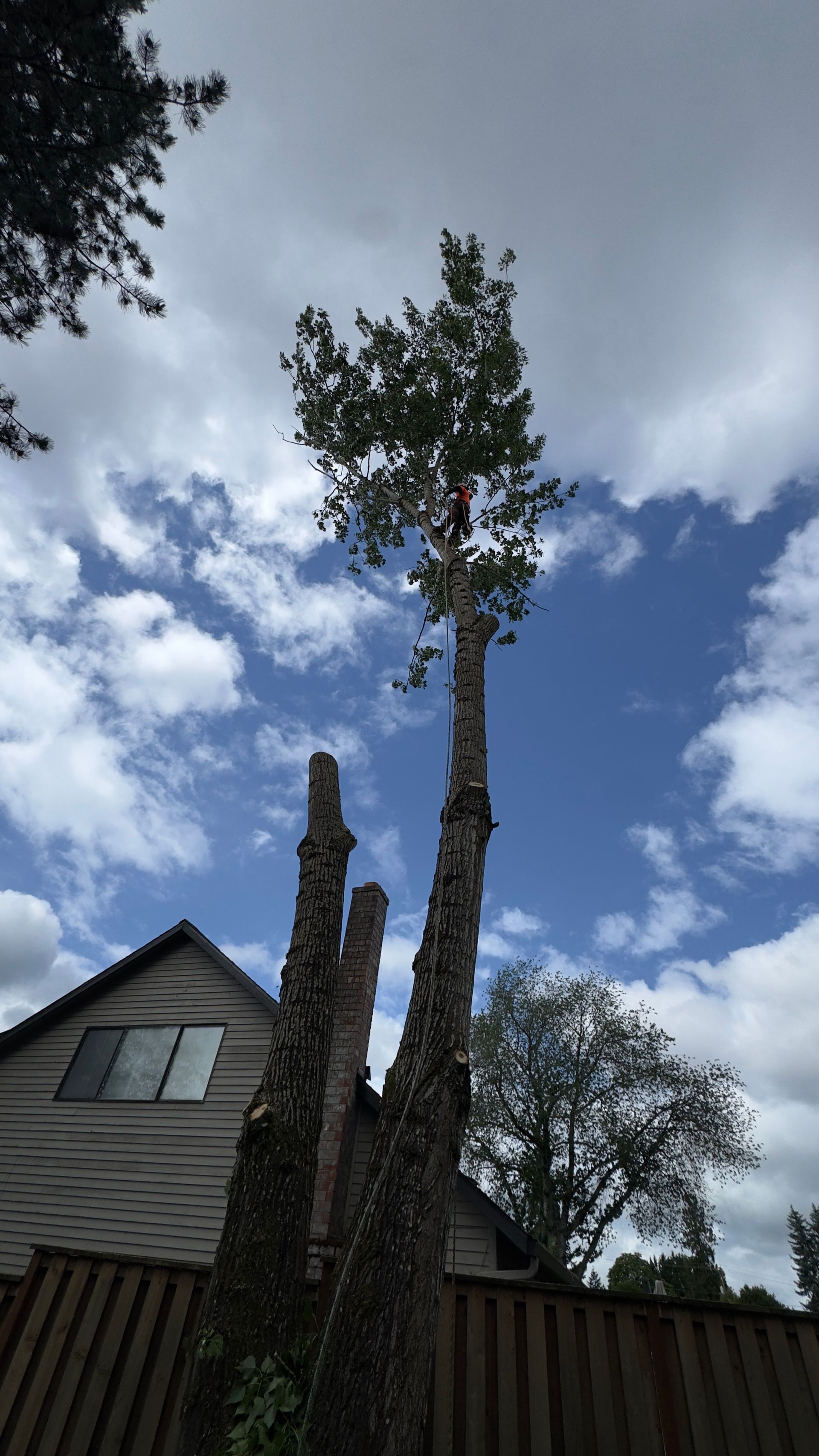 Tall palm trees beside a house, reaching into a cloudy blue sky.