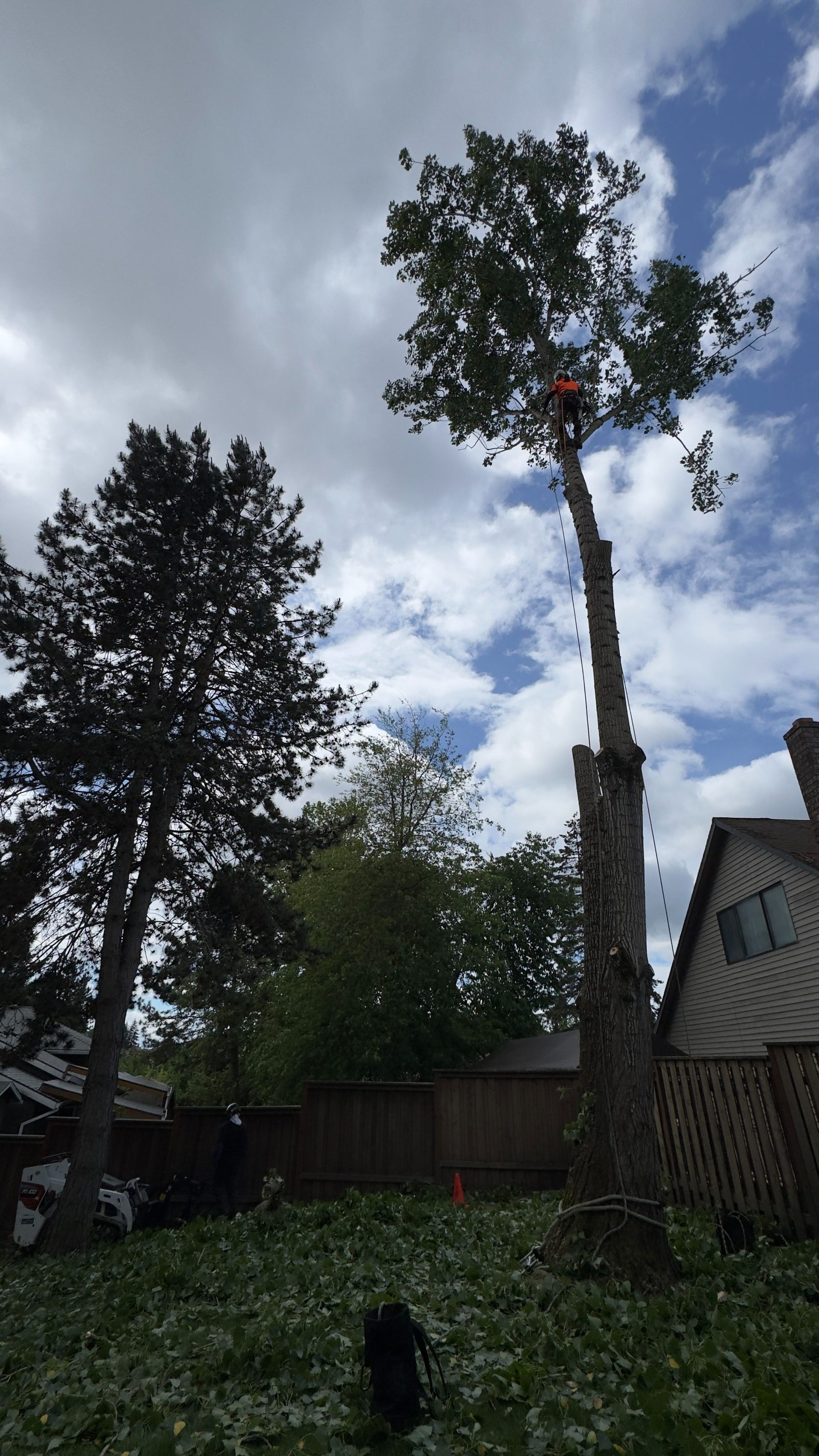 Tall tree being trimmed in a backyard under a cloudy sky, with cut branches and a ladder lift.