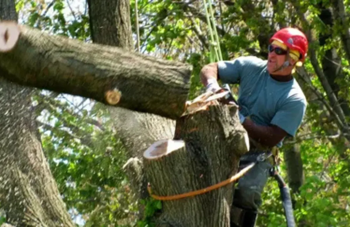 Worker using a chainsaw to cut a large tree trunk outdoors in a wooded area